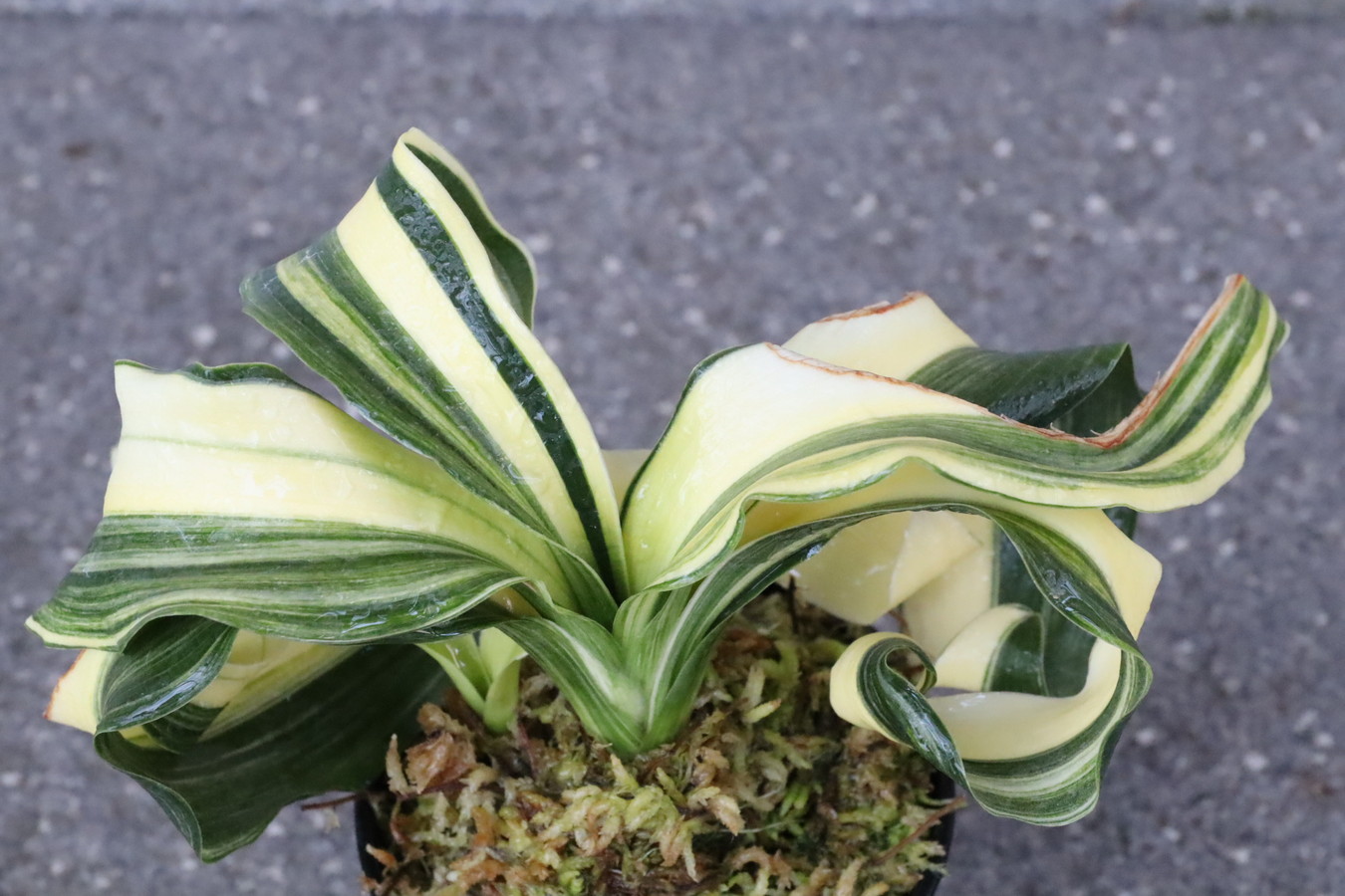 5583,縞獅子(しまじし)　特上縞！　【はきずはきれとても多い大特価！】※春から秋は生長期なので姿は変わっていきます