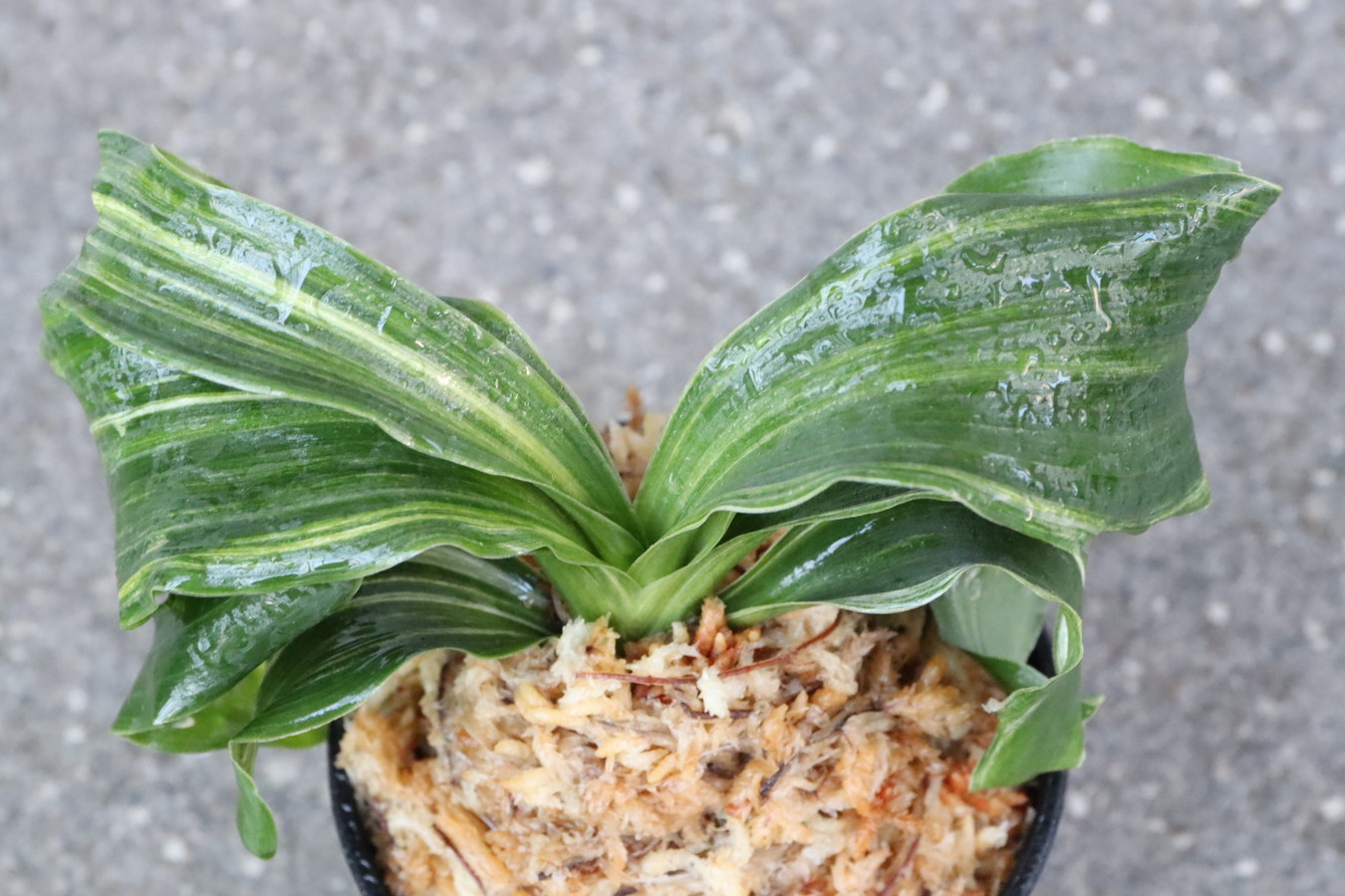 7023,縞獅子(しまじし)　こうとめ最上縞　【はきずはきれ多い特価！】※春から秋は生長期なので姿は変わっていきます