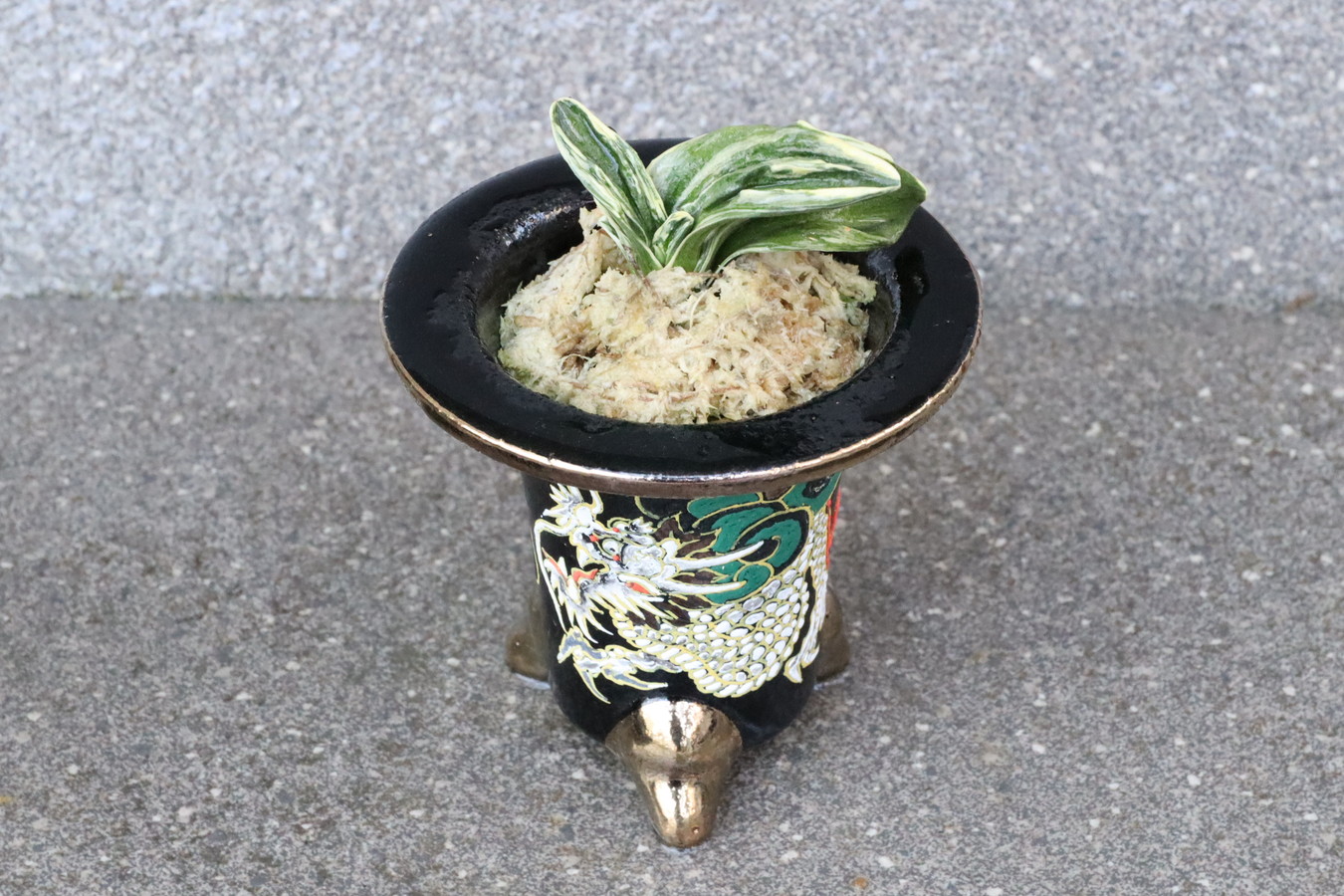 5771,【運開く、天翔ける龍】力和(りきわ)　覆輪特に深く全国大会狙える系統　【はきずはきれ多い特価！】※春から秋は生長期なので姿は変わっていきます