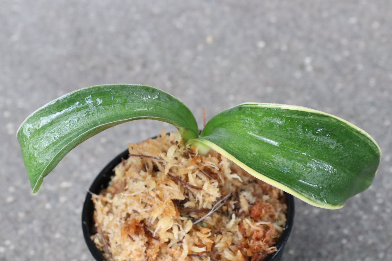 7377,玉響(たまゆら)　獅子　1508,　1年目から誰でも見分けつく和羅紗獅子　【はきずはきれ多い大特価！！！】※春から秋は生長期なので姿は変わっていきます