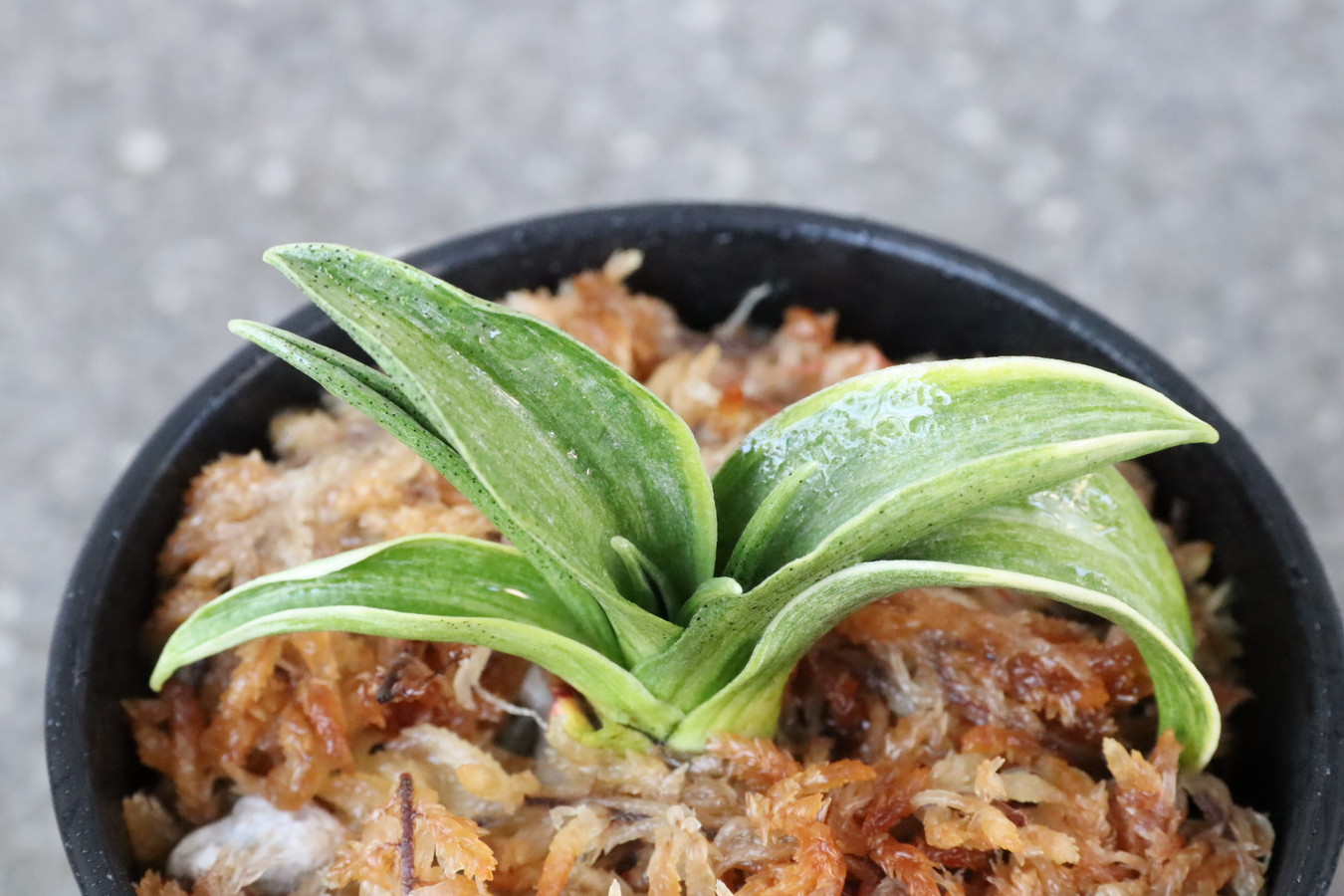 7145,KT実生　数不明　地合い素晴らしい　覆輪回る？？！【はきずはきれ多い大特価】※春から秋は生長期なので姿は変わっていきます