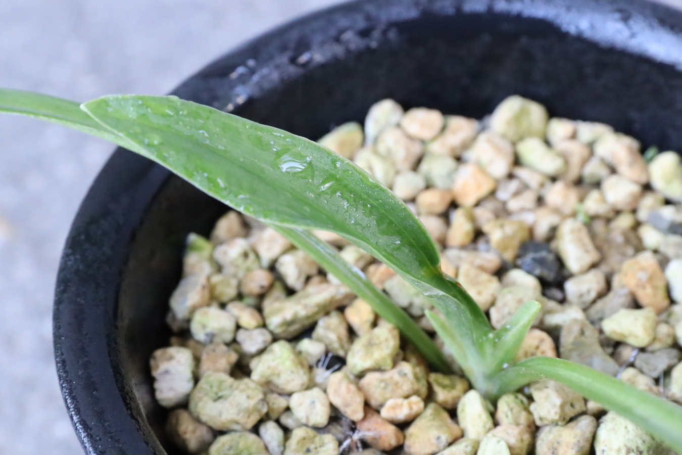 6350,黄金実生　【はきずはきれ多い大特価！】※春から秋は生長期なので姿は変わっていきます