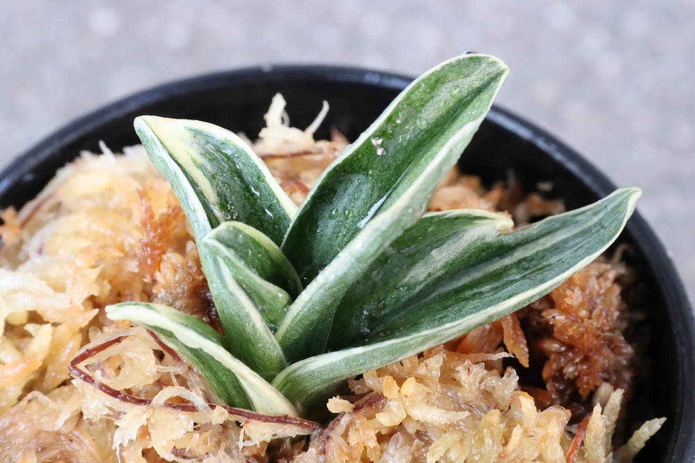 8133,新生殿(しんせいでん)　芋吹き！全国トップ系統！【はきずはきれ多い大特価】※春から秋は生長期なので姿は変わっていきます