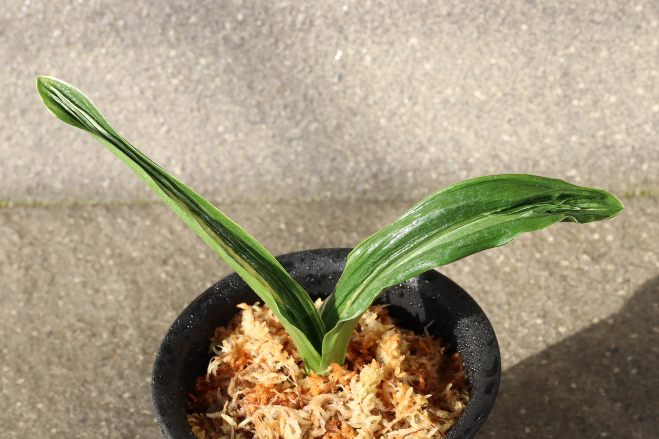 6729,リ101　極薄いが縞♀♂最適　 実績：清鑑、奥義、文楽、独歩　【はきずはきれ多い大特価】※春から秋は生長期なので姿は変わっていきます