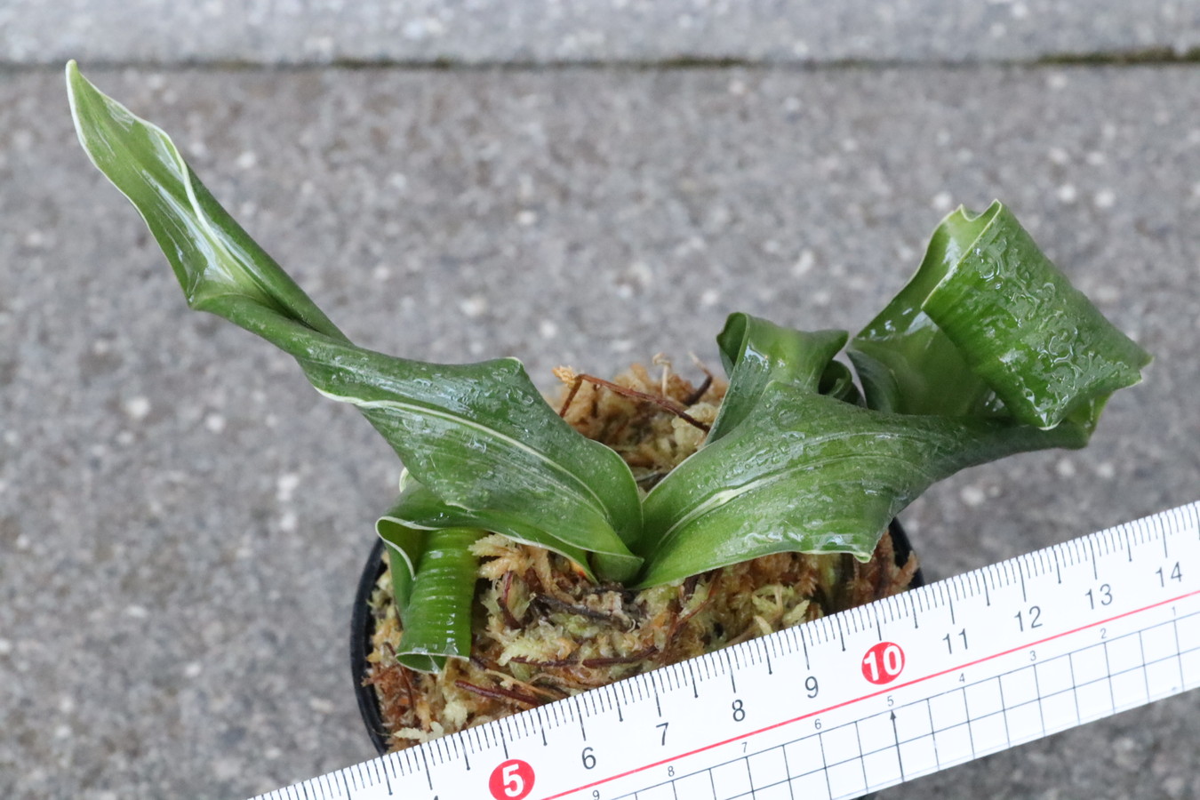 6260,仙寿の舞(せんじゅのまい)覆輪　獅子　勢いある【はきずはきれ大特価！】※春から秋は生長期なので姿は変わっていきます