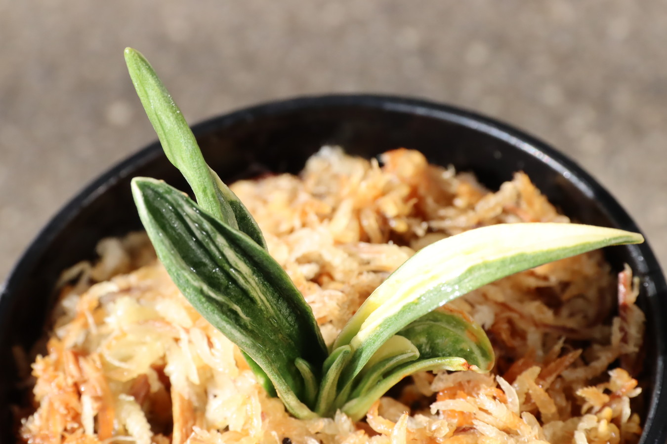 5006,瑞泉(ずいせん)　半白？棒縞？縞覆輪？　【はきずはきれ非常に多い大特価！】※春から秋は生長期なので姿は変わっていきます