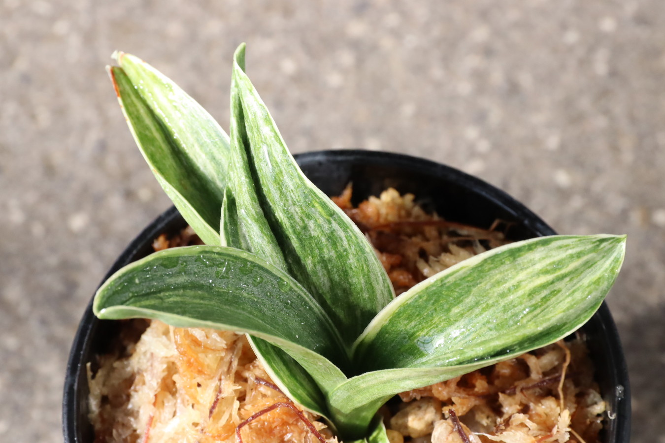 8055,萬寿鳳(まんじゅほう)　【はきずはきれ多い大特価！】　※春から秋は生長期なので姿は変わっていきます