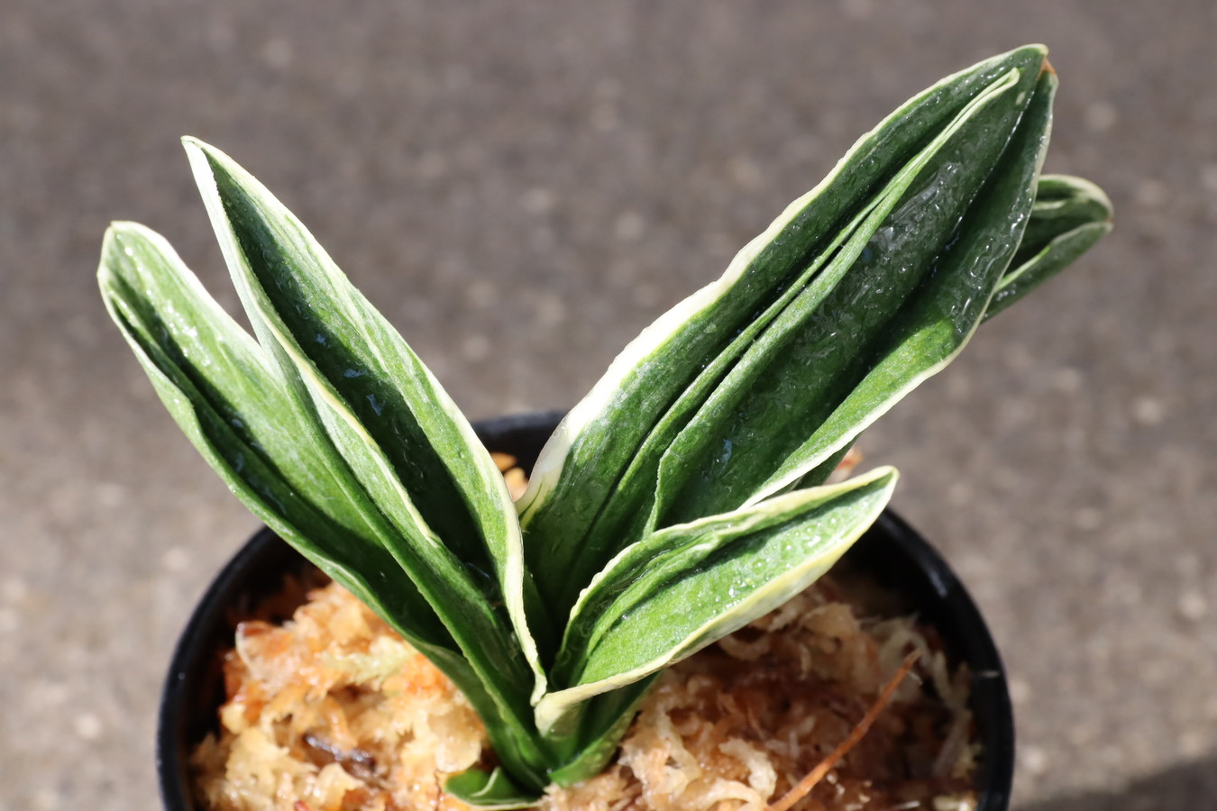 5378,貫禄(かんろく)　希少種　【希望価格45800円→はきずはきれ大特価！】※春から秋は生長期なので姿は変わっていきます