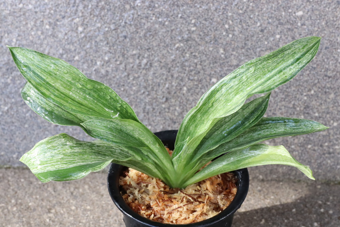 5207,白鳳実生　白鳳斑・立葉美しい　数不明【はきずはきれ多い大特価！！！】※春から秋は生長期なので姿は変わっていきます