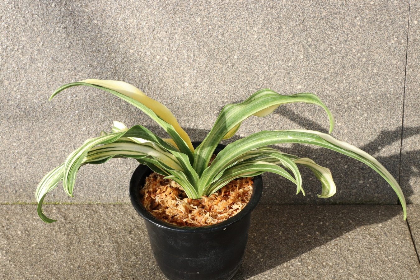 6676,V×太陽　数不明　【55000→はきずはきれ多い大特価！】※春から秋は生長期なので姿は変わっていきます