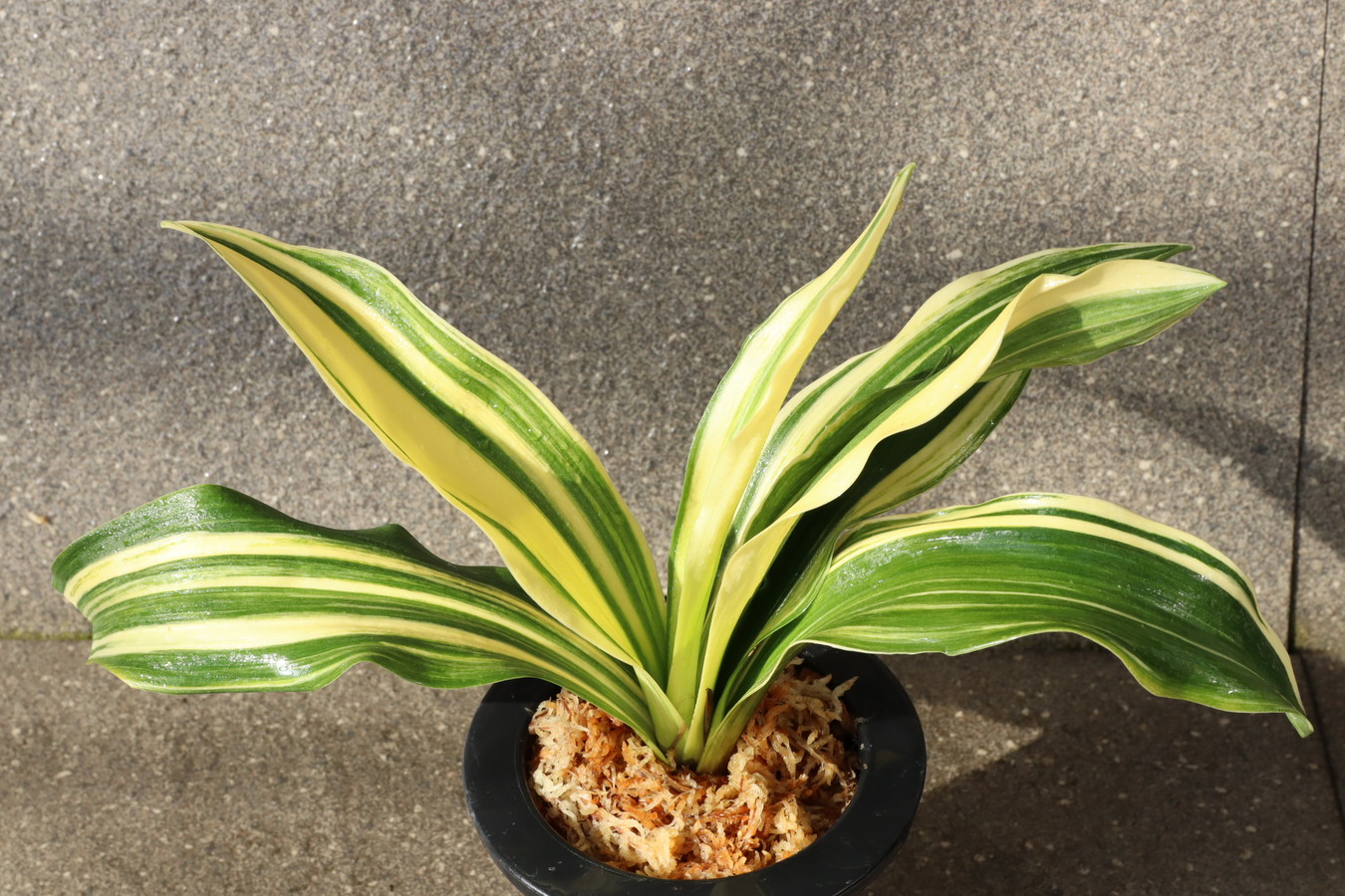 6518,大棚整理品　BC級品　琴治大宝×錦麒麟　数不明　縞非常に良い！実生は万年青の天下が取れる！【はきずはきれ多い大特価】※春から秋は生長期なので姿は変わっていきます