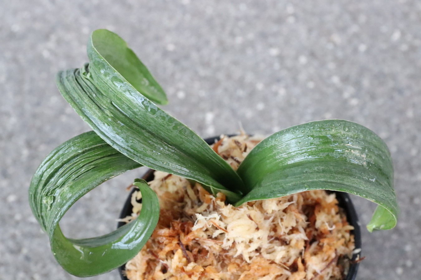 6420,玄海獅子×玉姫　獅子　幅広！　実生家のレジェンド山田氏の実親【はきずはきれ多い大特価！】※春から秋は生長期なので姿は変わっていきます