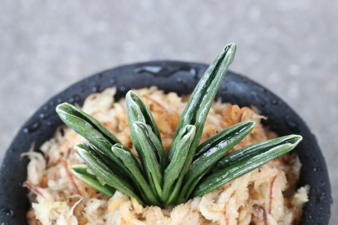 5352,小波(さざなみ)　芸特に良し　【はきずはきれ大特価！】※春から秋は生長期なので姿は変わっていきます