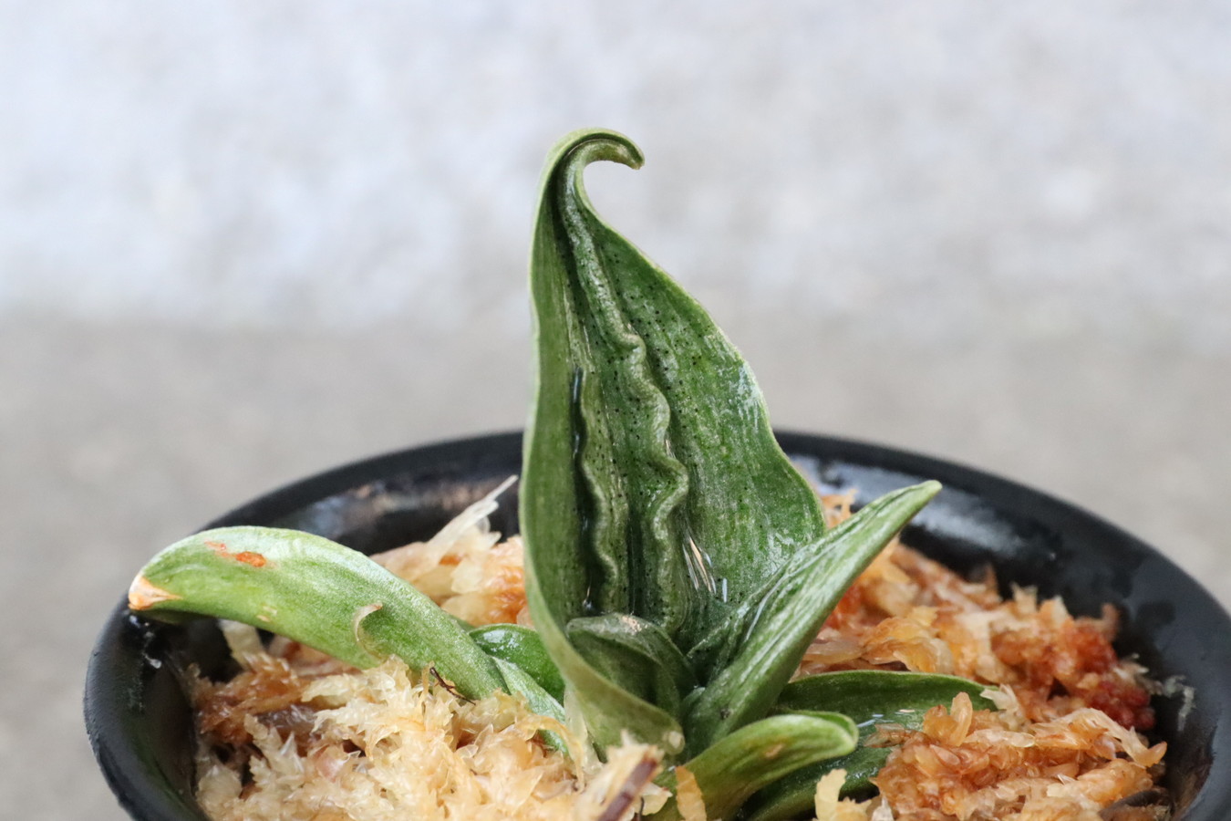 7024,鹿王吉　数不明　少ない？？　青好きにはたまらない魅力　【根非常に少ない特価！はきずはきれ多い大特価】※春から秋は生長期なので姿は変わっていきます