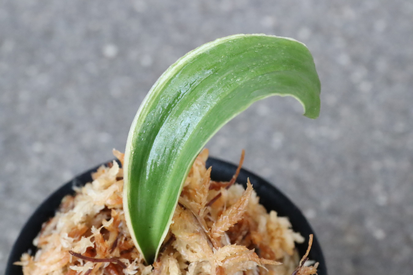 6815,天乃橋立(仮)　獅子【覆輪？デモ？縞？】【羅紗獅子のような姿！はきずはきれ多い大特価！】※春から秋は生長期なので姿は変わっていきます