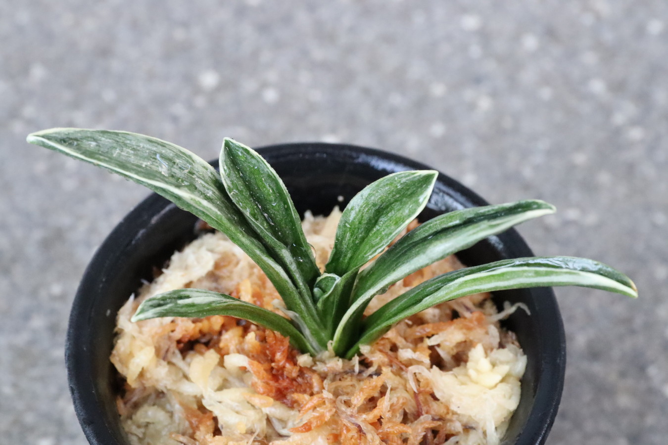 8167,BC級品整理品　珠光(しゅこう)　【はきずはきれ大特価】※春から秋は生長期なので姿は変わっていきます