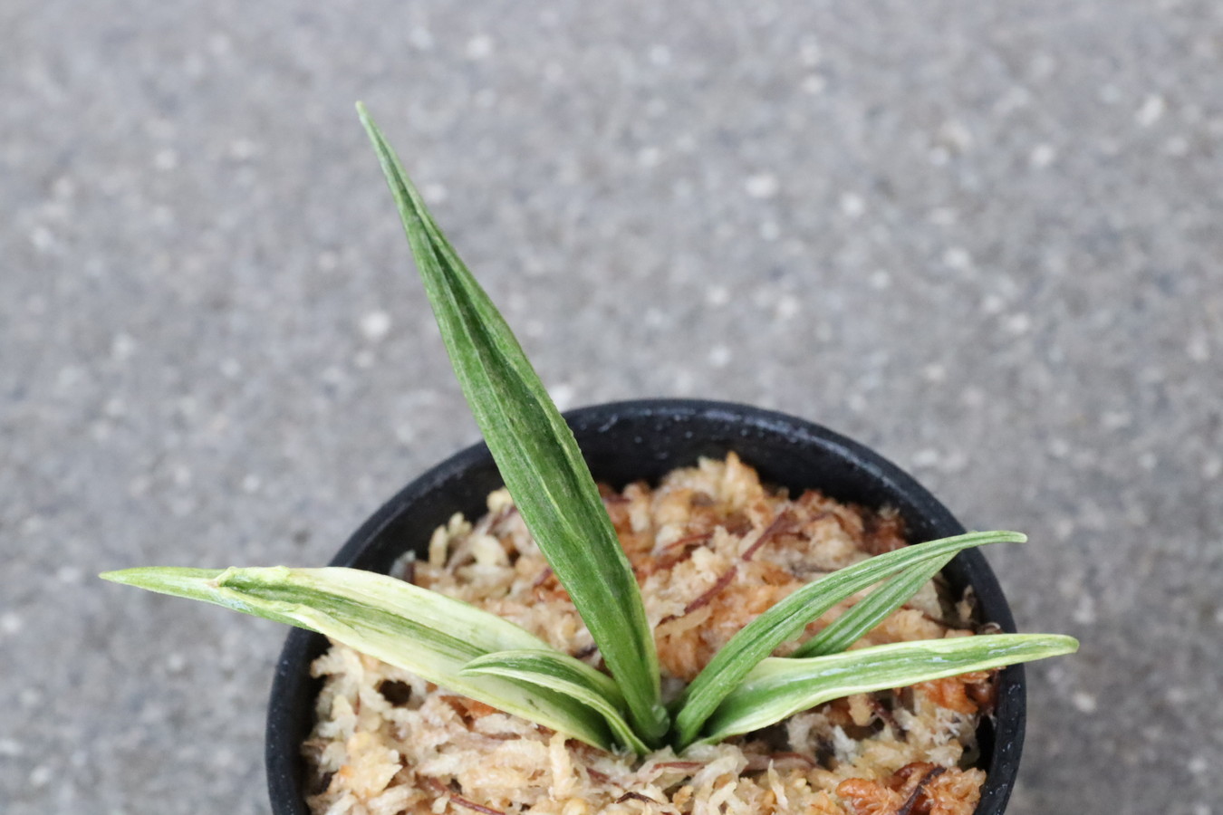 5975,関羽(かんう)　楊貴妃の兄弟　希少種　斑特によい　斑最上！【はきずはきれ多い特価！】※春から秋は生長期なので姿は変わっていきます