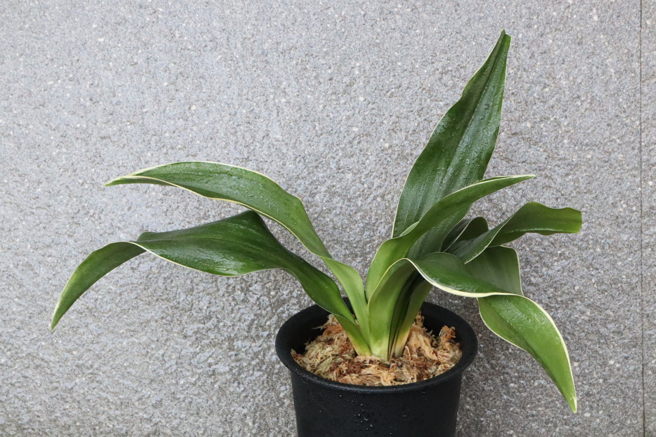 7555,玉川竜(たまがわりゅう)　江戸？？元図　【はきずはきれ多い特価！】※春から秋は生長期なので姿は変わっていきます