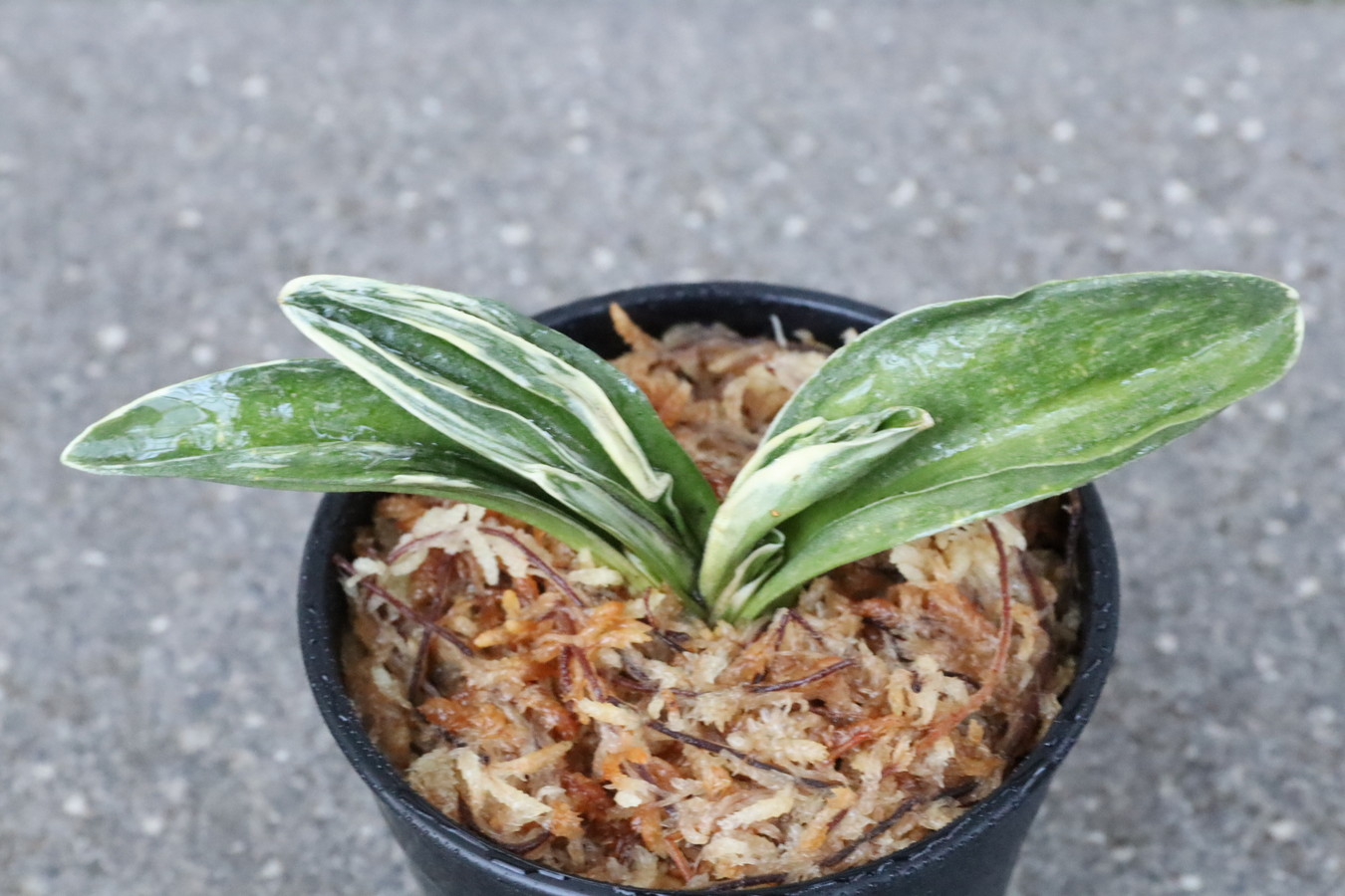 7385,力和(りきわ)　全国大会狙える系統　覆輪深くなる葉芸凄まじい　【はきずはきれ多い大特価！】※春から秋は生長期なので姿は変わっていきます