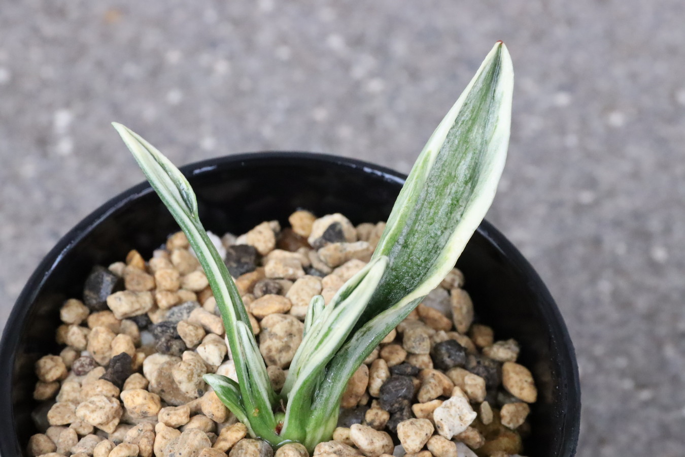 7101,麟晃冠(りんこうかん)　超希少　【はきずはきれ非常に多い特価！！！】※春から秋は生長期なので姿は変わっていきます