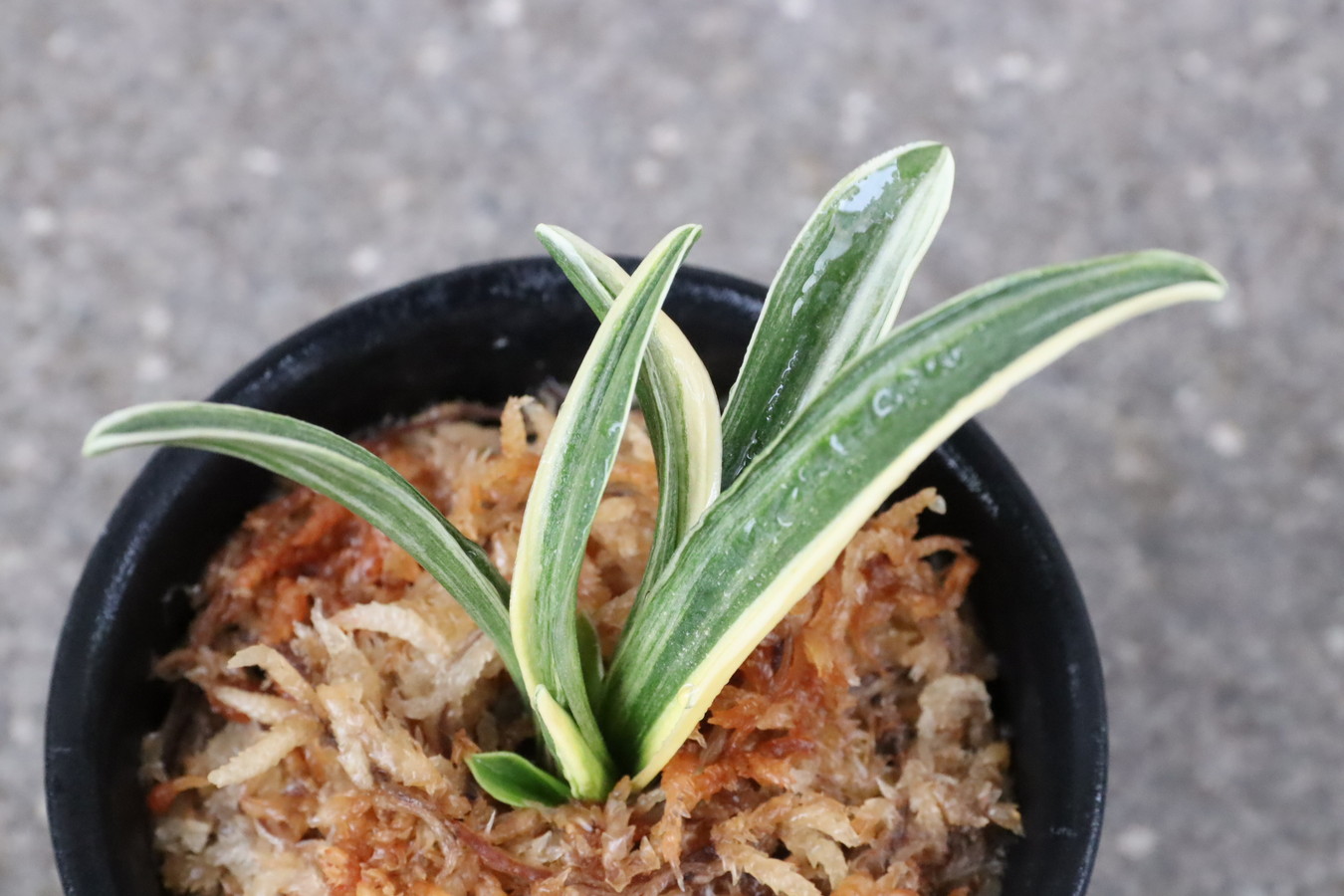 万年青「最晃閣」 万年青「最晃閣」 最晃閣 (さいこうかく) Saikokaku – おもとの豊明園