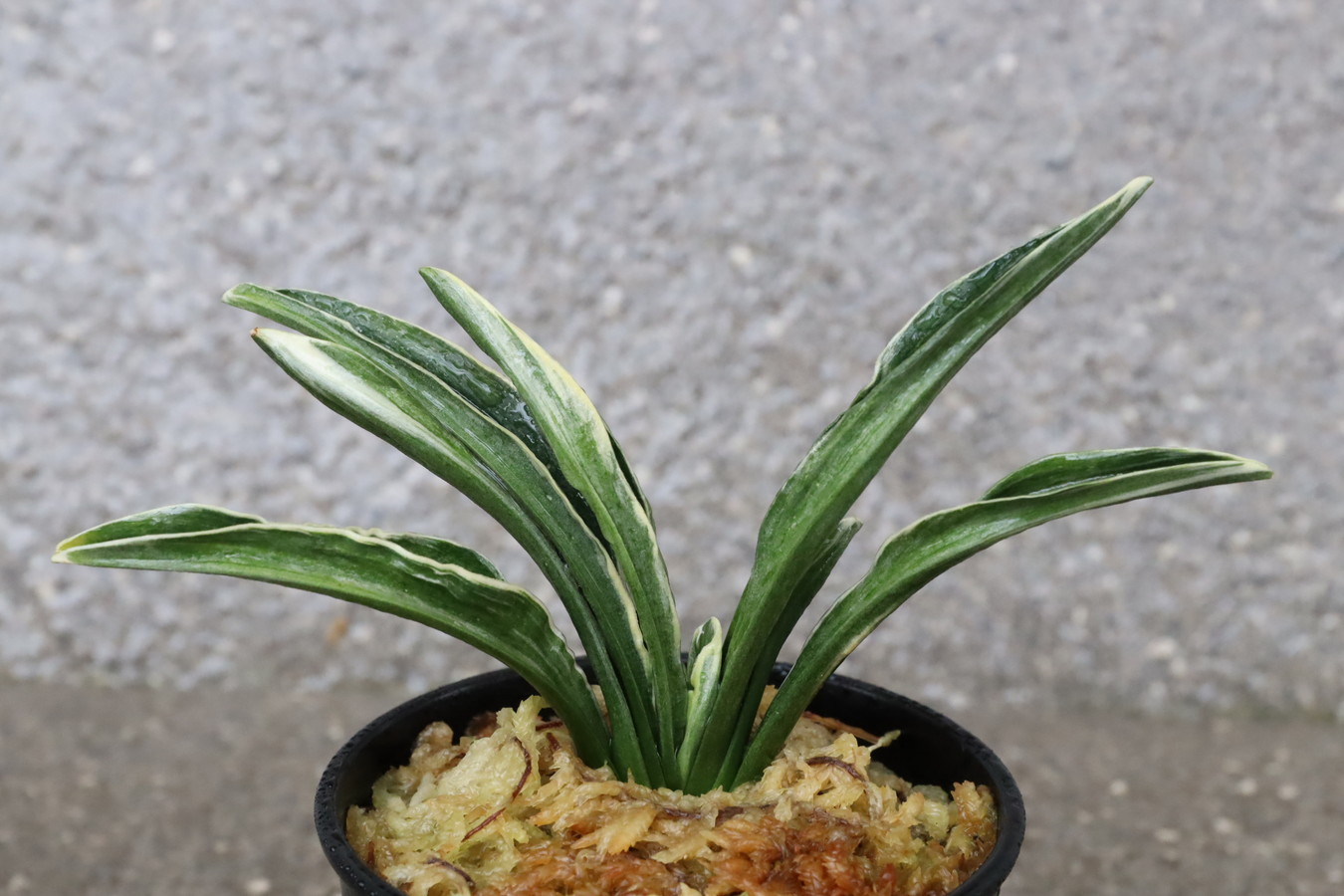 5572,天祐冠 (てんゆうかん)　Tenyuukann　超希少種　【はきずはきれ多い大特価！】※春から秋は生長期なので姿は変わっていきます