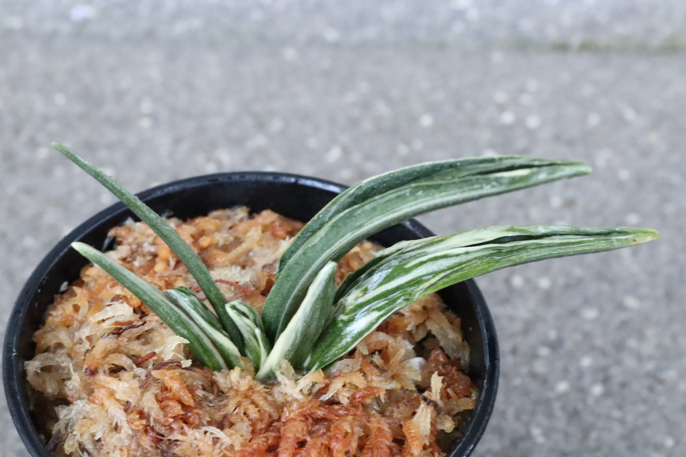 5306,BC級品整理品　華陽(かよう)　【はきずはきれ大特価】※春から秋は生長期なので姿は変わっていきます