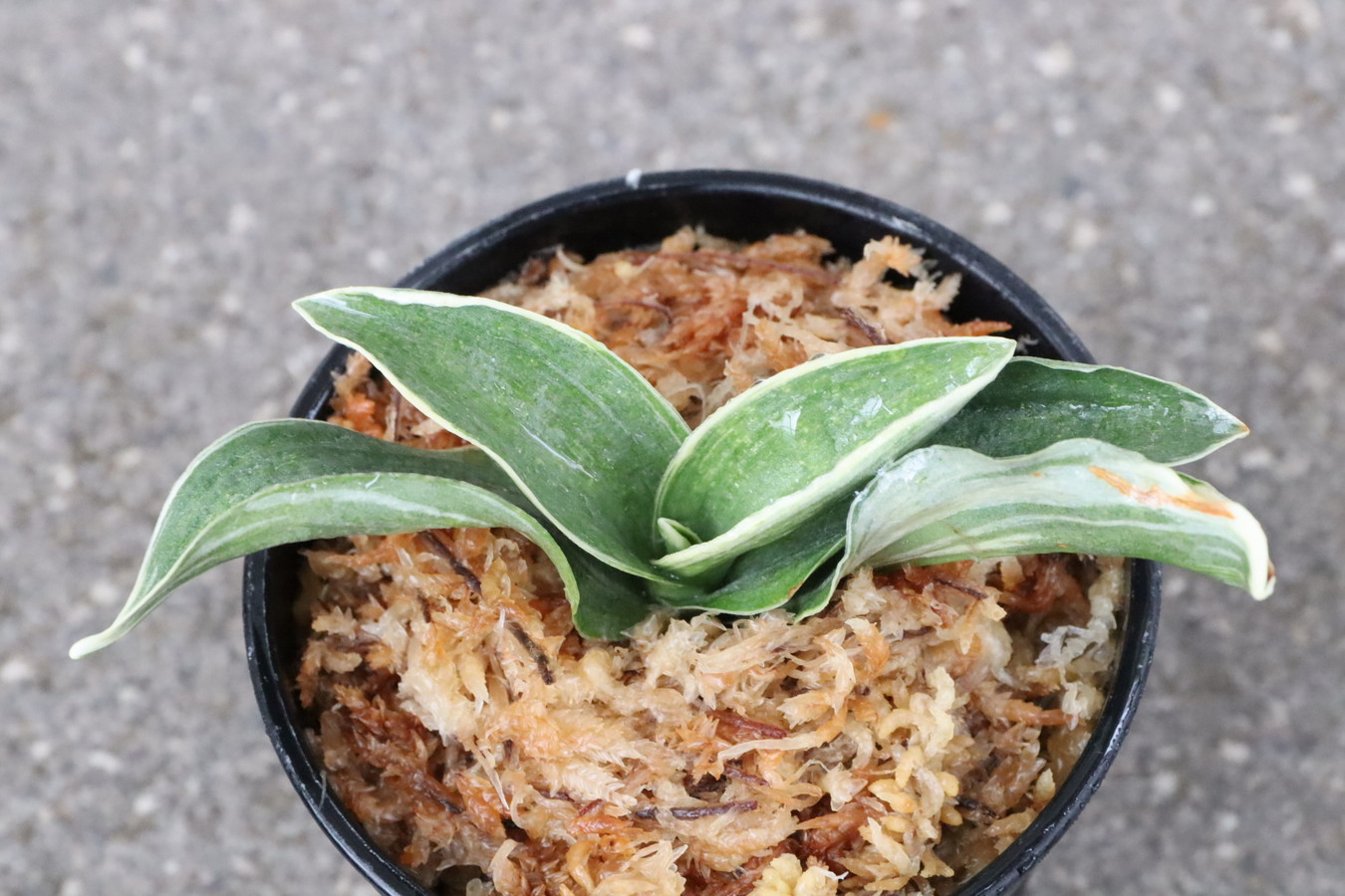 5953,月桂冠(げっけいかん)　【はきずはきれとても多い特価！】※春から秋は生長期なので姿は変わっていきます