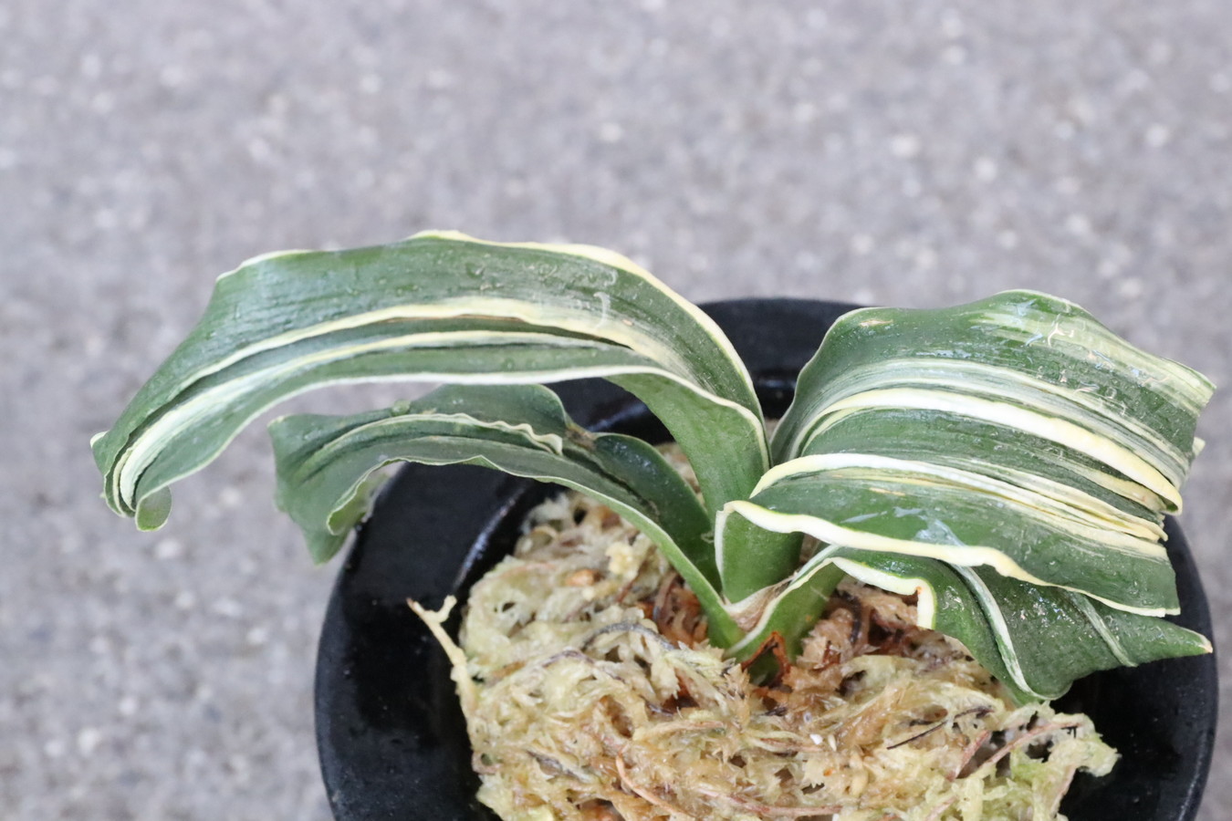 7076,冠月(かんげつ)　獅子　【根少ない特価！はきずはきれ多い大特価！】※春から秋は生長期なので姿は変わっていきます