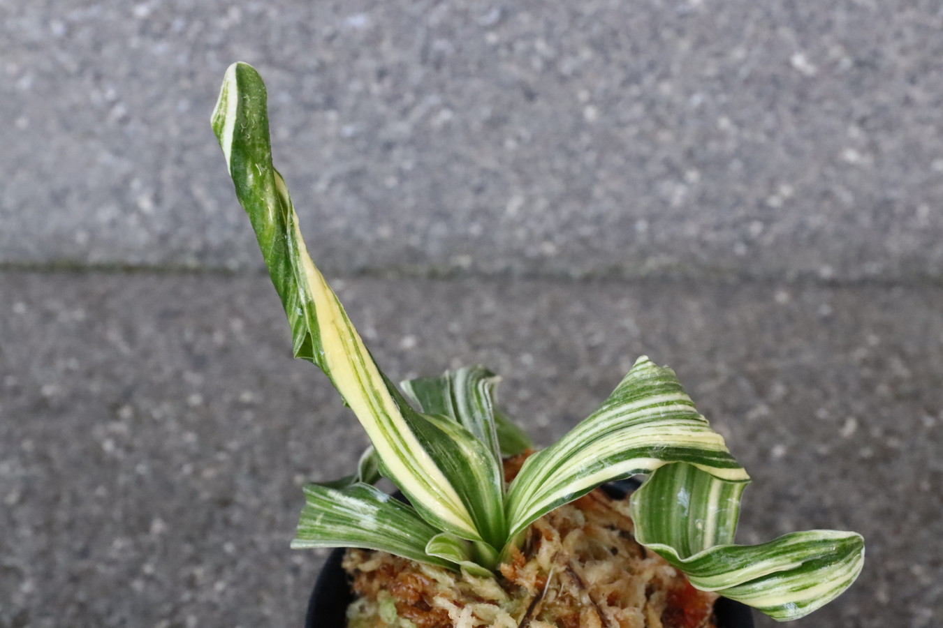 6053,　獅子　石鵬(せきほう)　特上縞！　【はきずはきれ多い大特価】※春から秋は生長期なので姿は変わっていきます