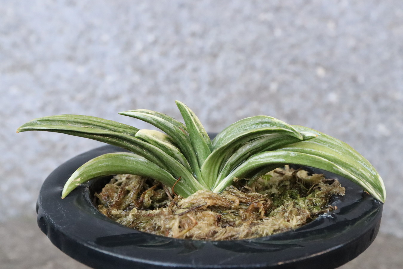 8122,春日錦(かすがにしき)　覆輪、芸良い系統　【はきずはきれとても多い大特価】※春から秋は生長期なので姿は変わっていきます