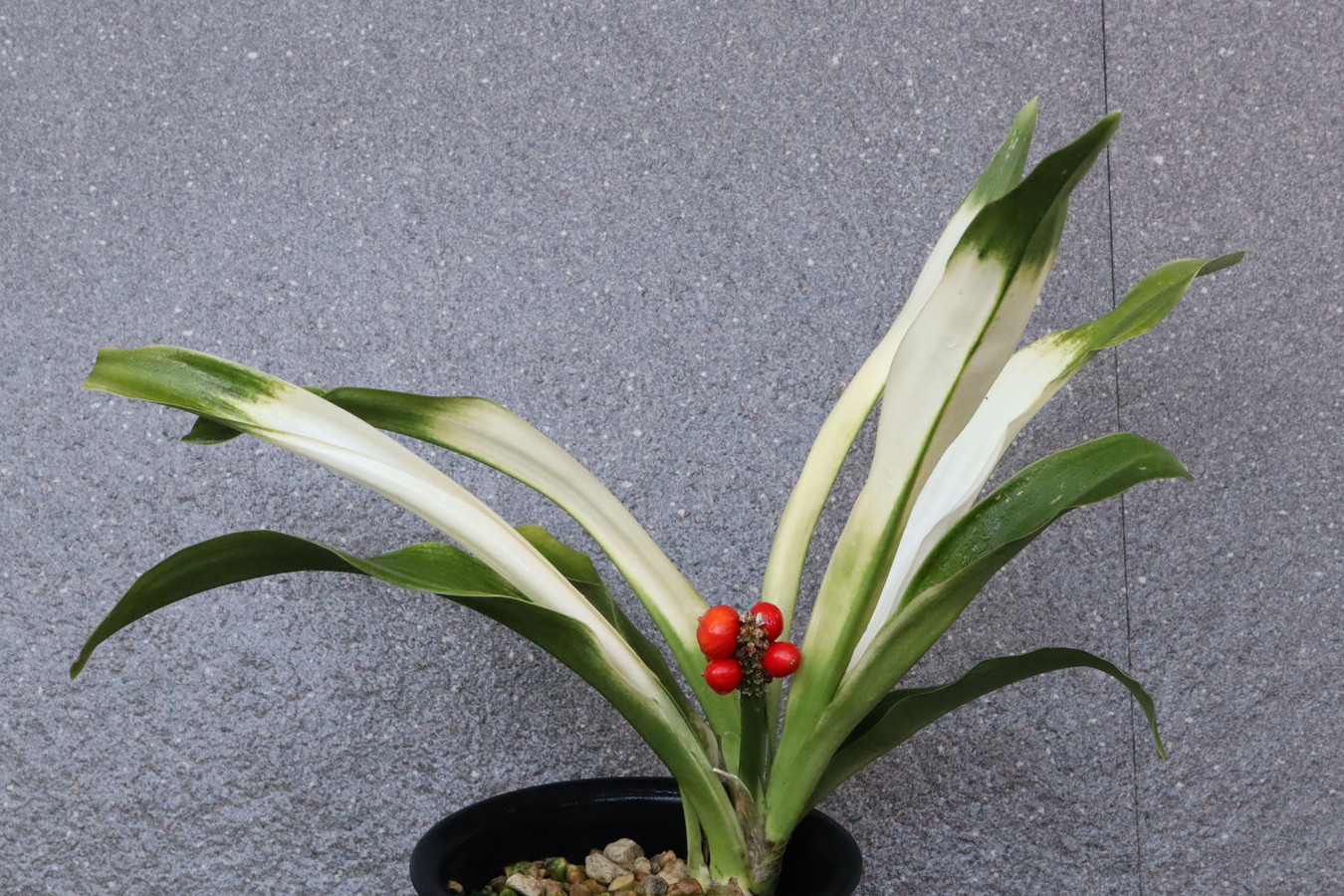 5640,薩摩富士(さつまふじ)　希少　【はきずはきれ非常に多い大特価！！！】※春から秋は生長期なので姿は変わっていきます