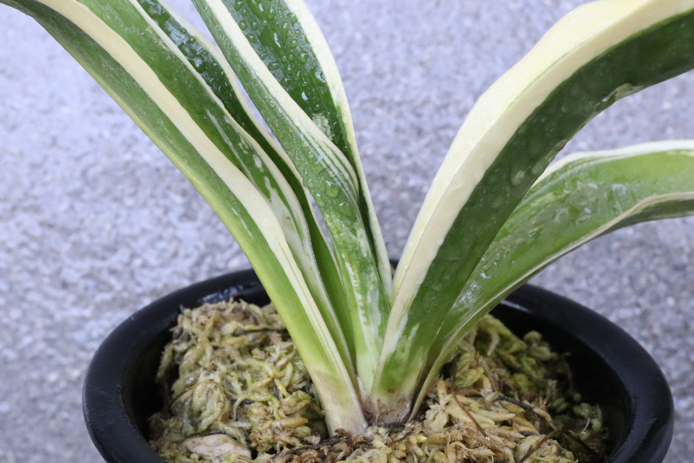 5651,秋津島の図(あきつしまのず)　秋津宝(あきつほう)　薄縞？縞抜けた？？【はきずはきれ非常に多い大特価】※春から秋は生長期なので姿は変わっていきます