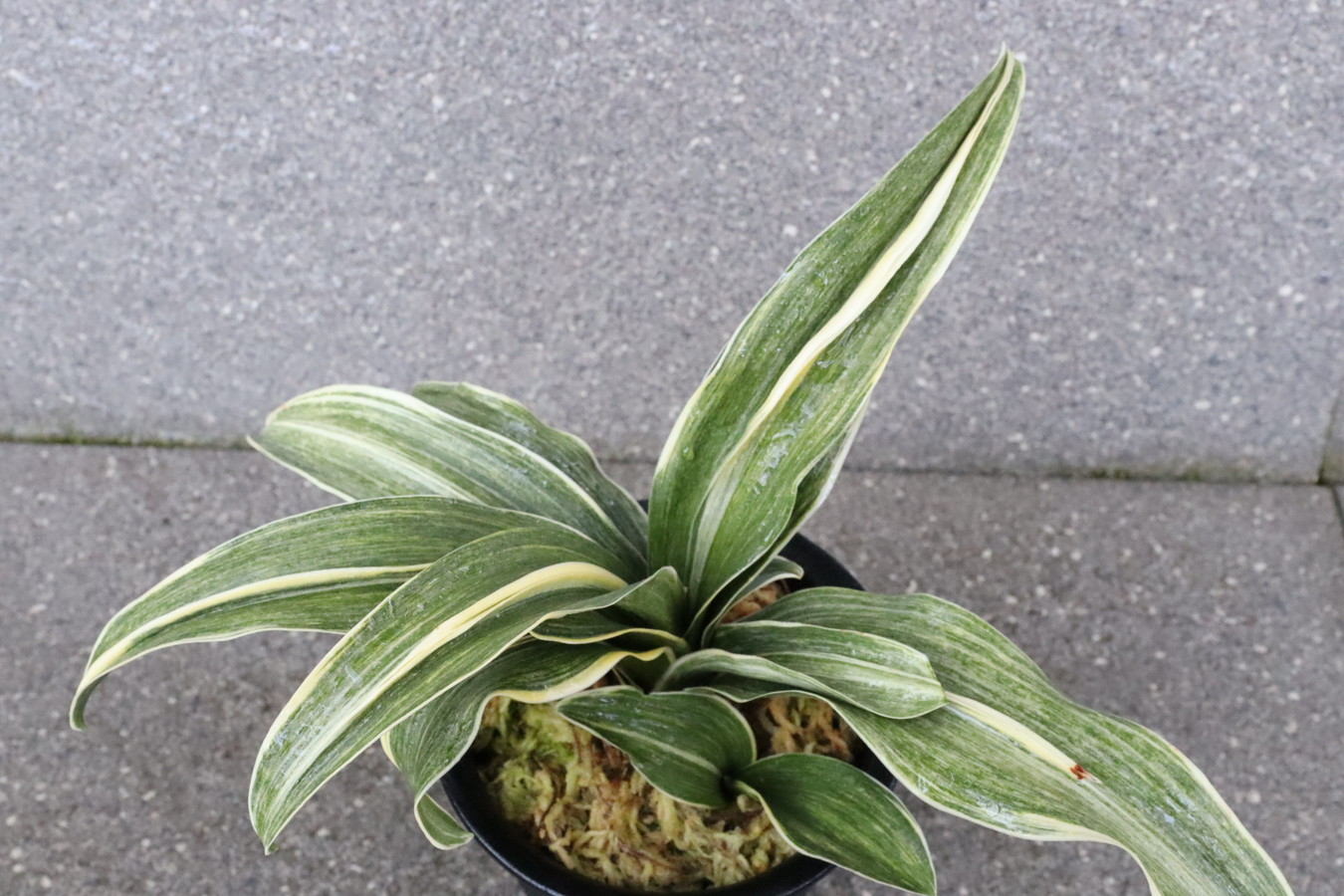 6599,錦明鳳(きんめいほう)　花芽？最上実親　超希少種！歴史の生き証人！【胡麻斑よい！はきずはきれ多い大特価！】※春から秋は生長期なので姿は変わっていきます