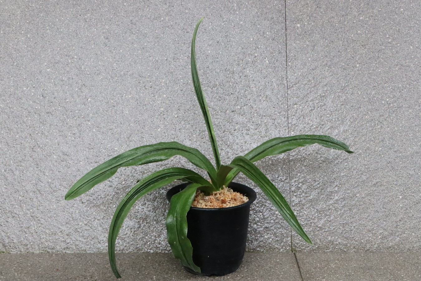 7446,備中大車　元縞、現場青？【95,000→はきずはきれとても多い大特価！】※春から秋は生長期なので姿は変わっていきます