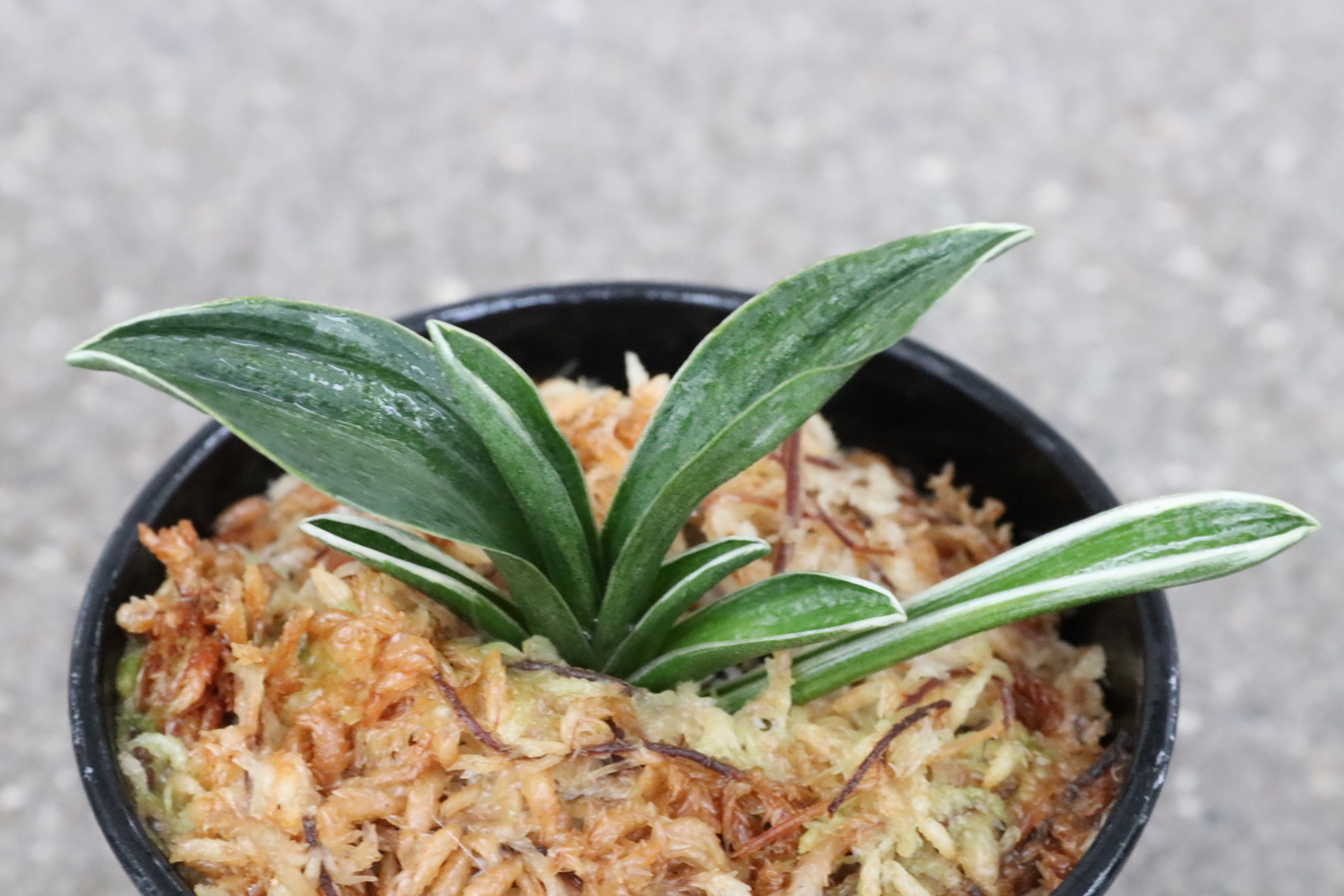 8045,玉輝冠(ぎょくきかん)　深覆輪系統　【はきずはきれ多い大特価！】※春から秋は生長期なので姿は変わっていきます