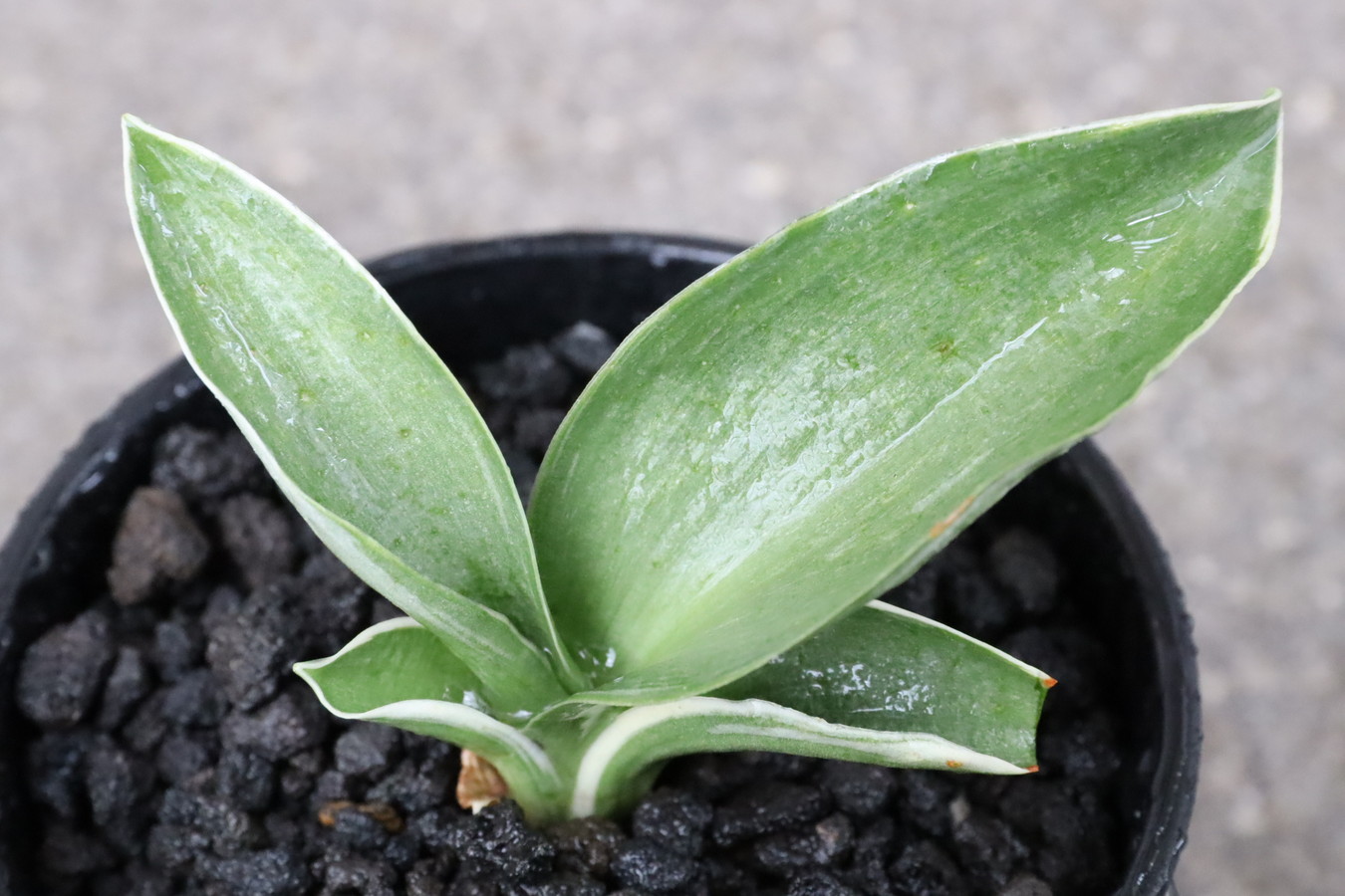 7286,御国の光(みくにのひかり)　古種　希少種　【はきずはきれとても多い大特価！】※春から秋は生長期なので姿は変わっていきます