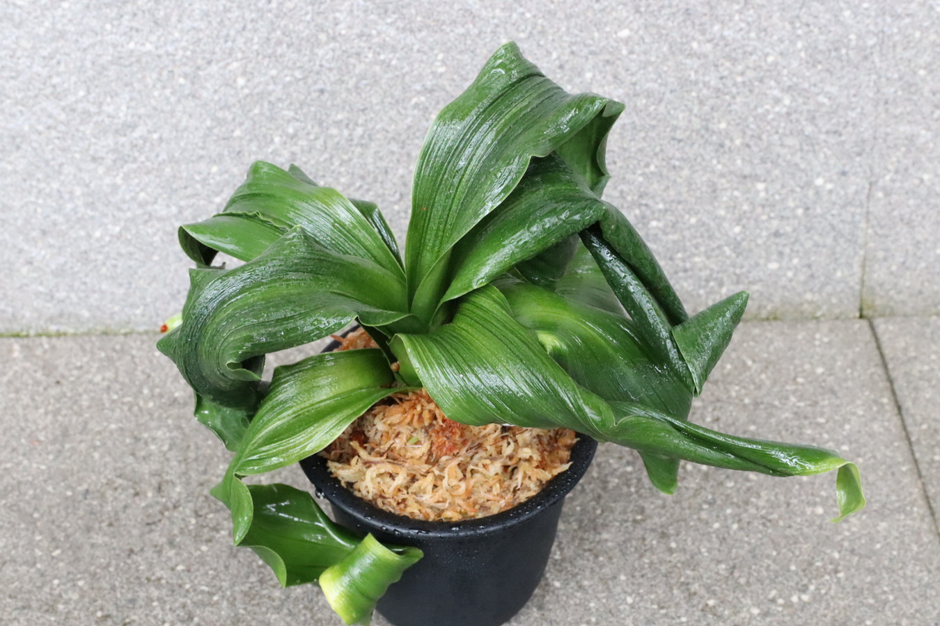 5873,臥龍鳳雛(仮)　千代田羅紗獅子親　獅子　超希少！【はきずはきれ多い大特価！】※春から秋は生長期なので姿は変わっていきます