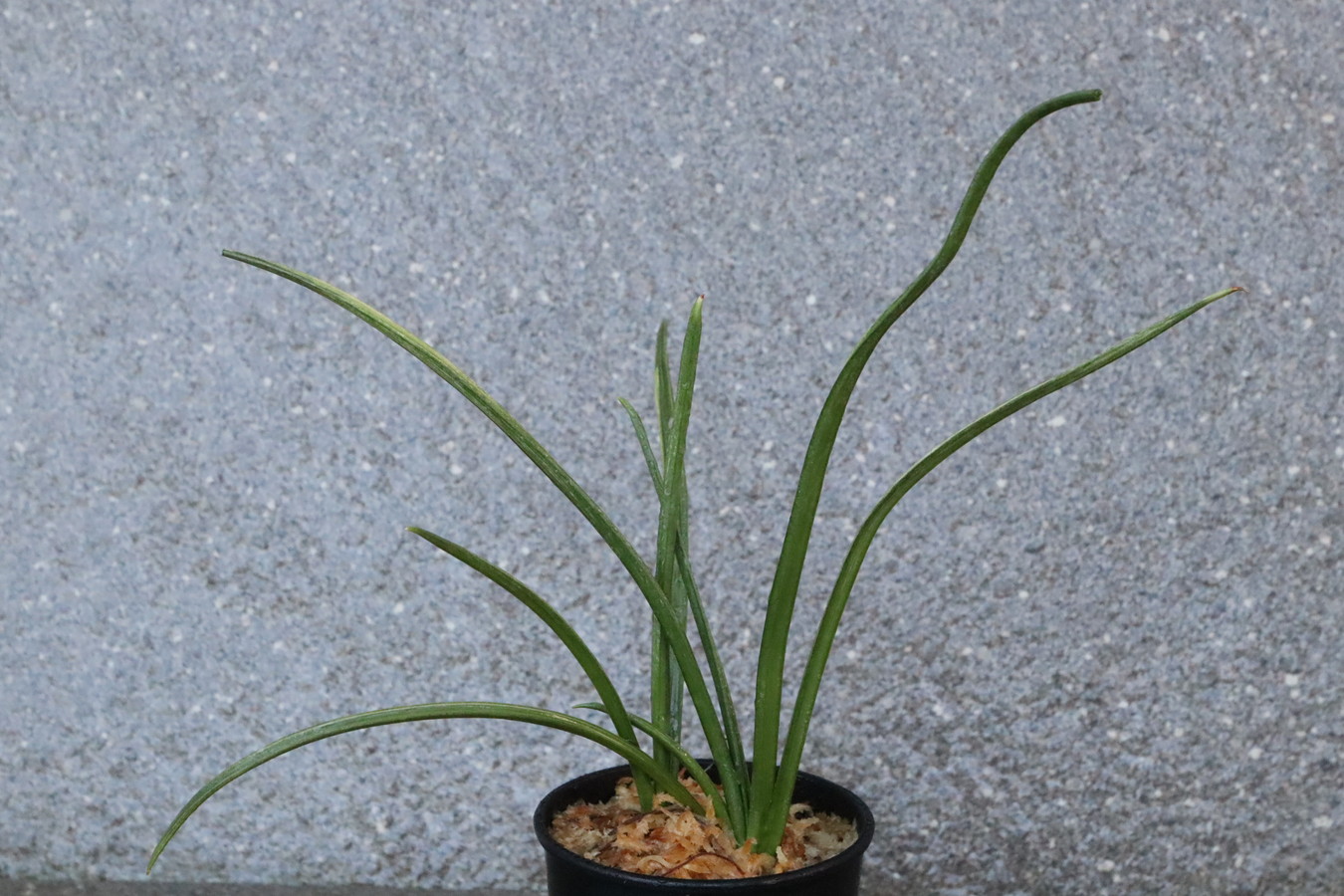 7120,翠光群雀？　珍品　来歴、数不明　変化？【はきずはきれとても多い大特価】※春から秋は生長期なので姿は変わっていきます　　K様