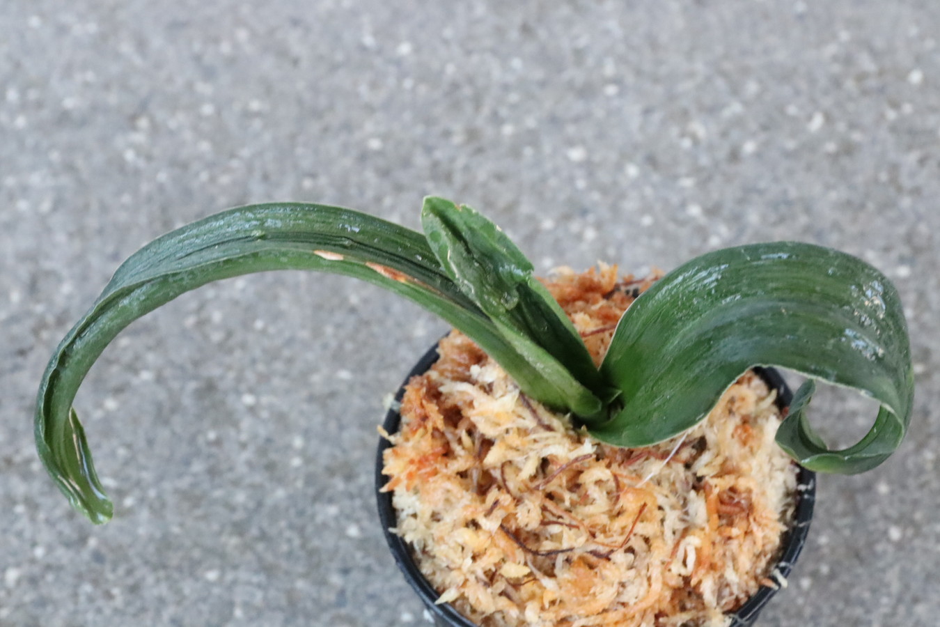 6420,玄海獅子×玉姫　獅子　幅広！　実生家のレジェンド山田氏の実親【はきずはきれ非常に多い大特価！】※春から秋は生長期なので姿は変わっていきます