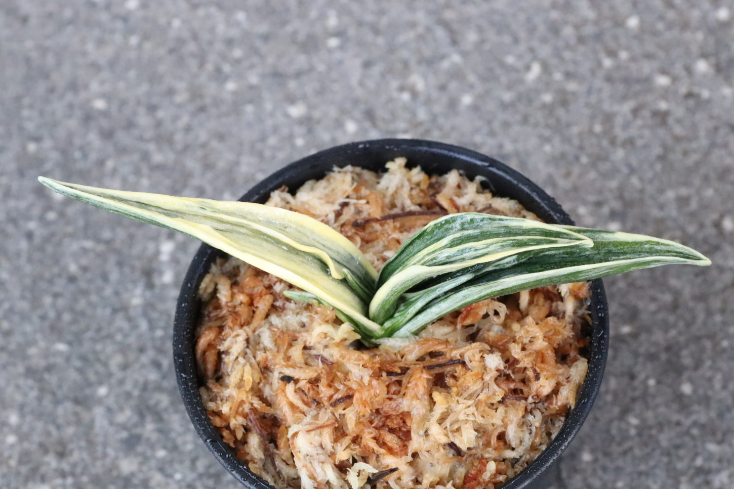 8252,整理品BC級品　宝生殿(ほうせいでん)　【はきずはきれ大特価】※春から秋は生長期なので姿は変わっていきます