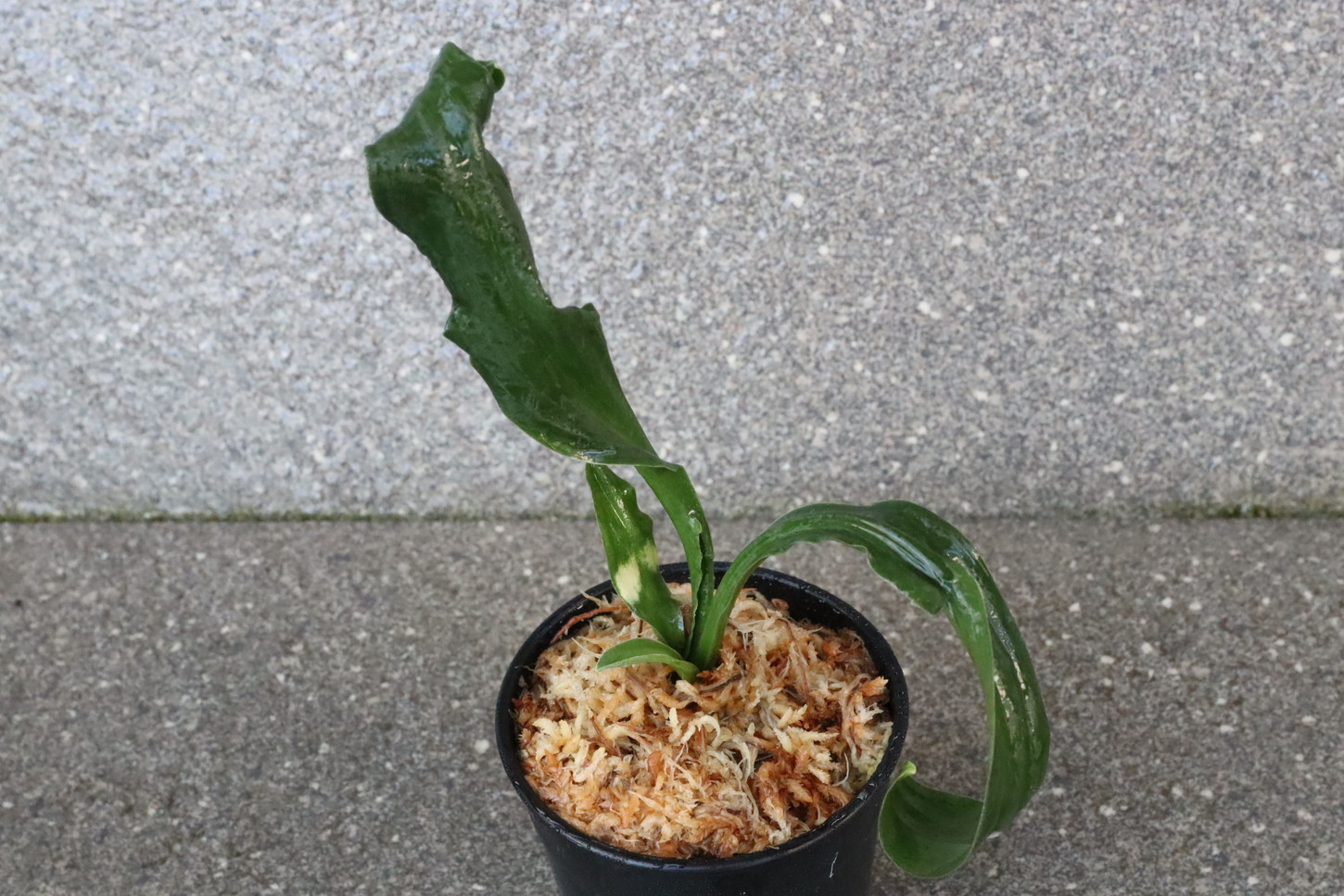 6855,聖天の舞(せいてんのまい)　獅子　少し大きい？【はきずはきれ多い大特価】　※春から秋は生長期なので姿は変わっていきます