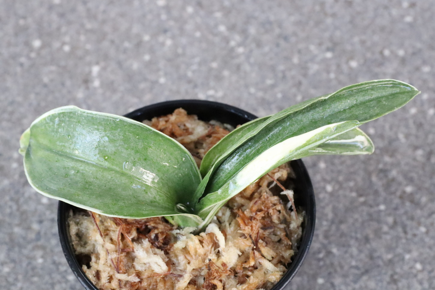 8083,お多福(おたふく)　【頭木特価！はきずはきれ非常に多い特価！】※春から秋は生長期なので姿は変わっていきます