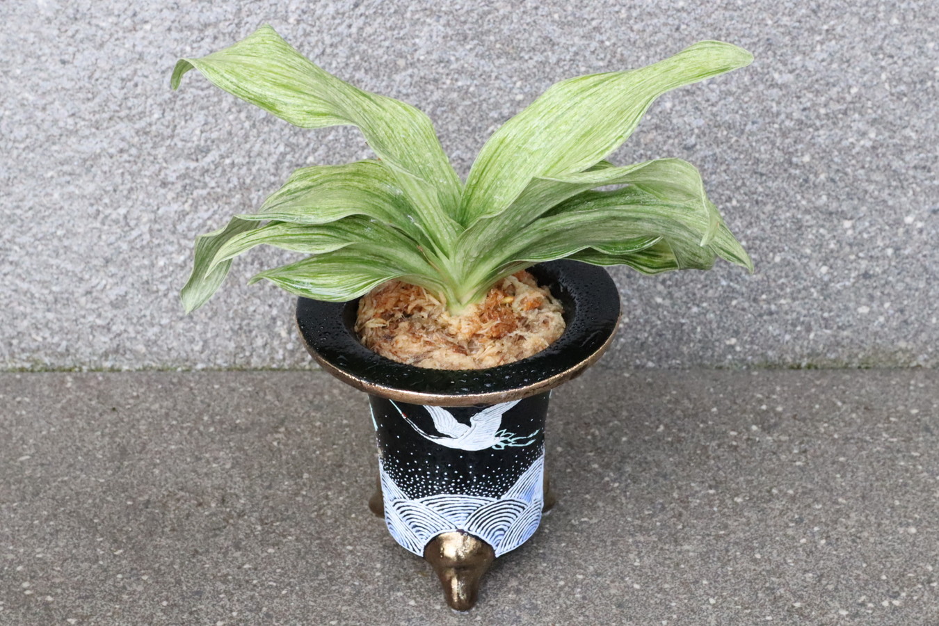 5588,福呼ぶ萬年青　白鳳実生　【はきずはきれ多い大特価！】※春から秋は生長期なので姿は変わっていきます