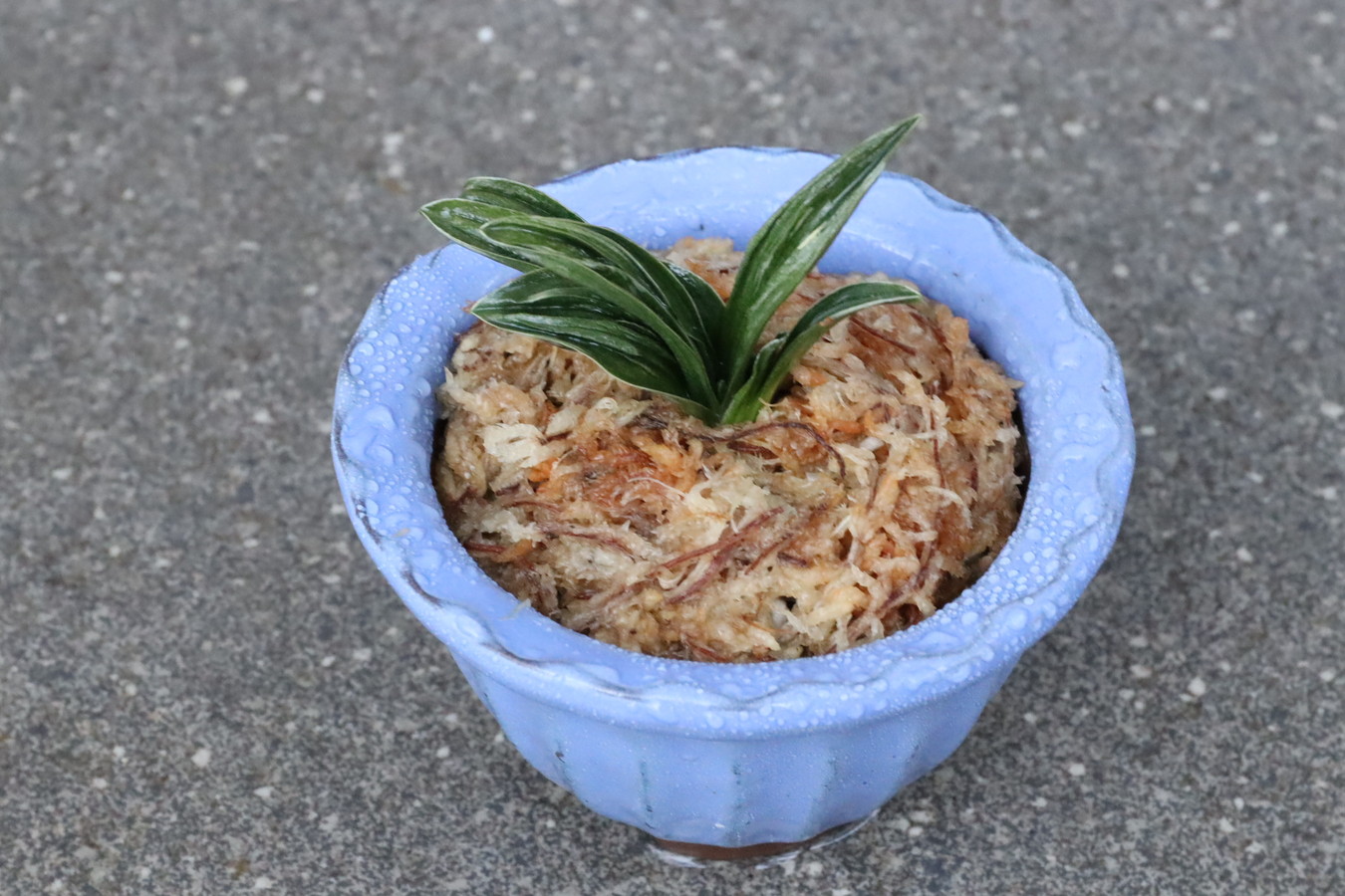 6903,開運の万年青　瑞泉(ずいせん)　全国トップ系統【はきずはきれ多い大特価！】※春から秋は生長期なので姿は変わっていきます