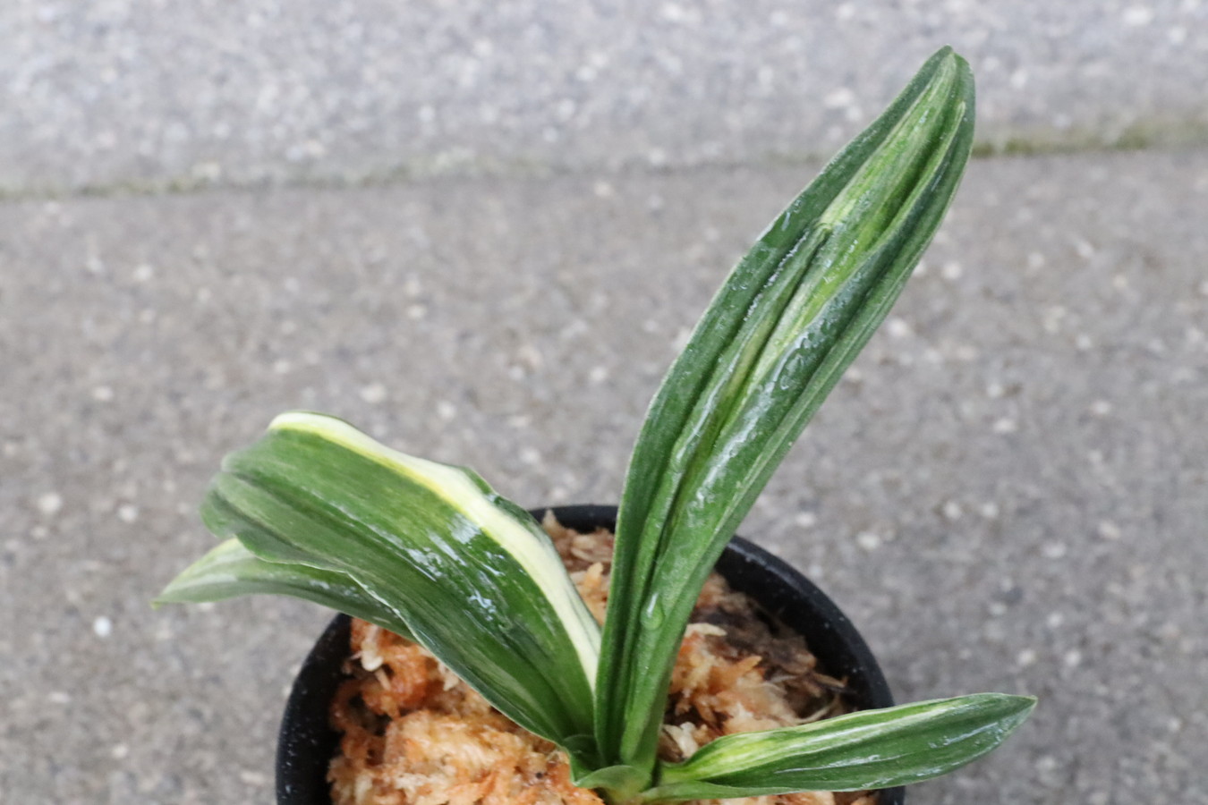 6676,V×太陽　1本物　葉肉厚い　【はきずはきれ多い大特価！】※春から秋は生長期なので姿は変わっていきます