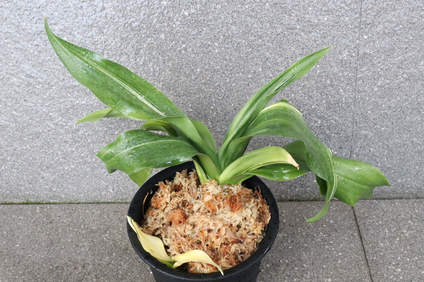 6631,整理品　実親　帝錦(みかどにしき)　縞　羅紗、羅紗獅子♂♀　【芋長特価！はきずはきれ多い大特価！】※春から秋は生長期なので姿は変わっていきます