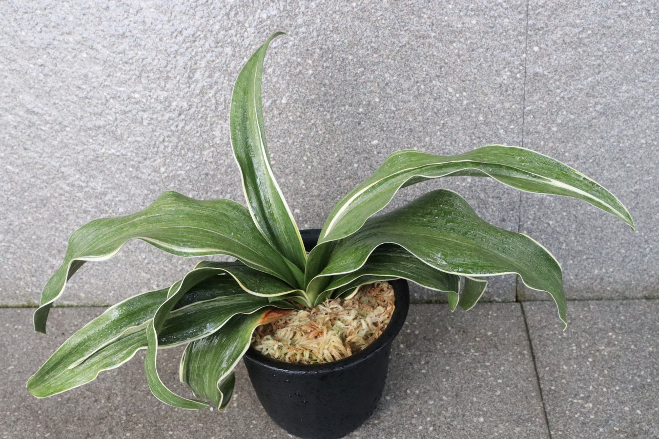 6911,錦明鳳(きんめいほう)　花芽？　超希少種！歴史の生き証人！【はきずはきれとても多い大特価】※春から秋は生長期なので姿は変わっていきます