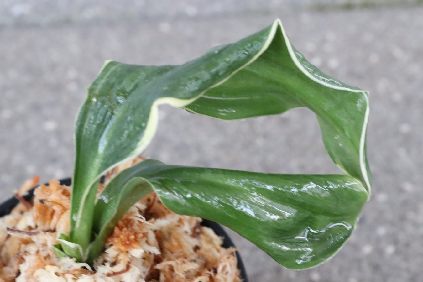 7106,天乃橋立(仮)　獅子【覆輪？デモ？縞？】【羅紗獅子のような姿！はきずはきれ多い大特価！】※春から秋は生長期なので姿は変わっていきます