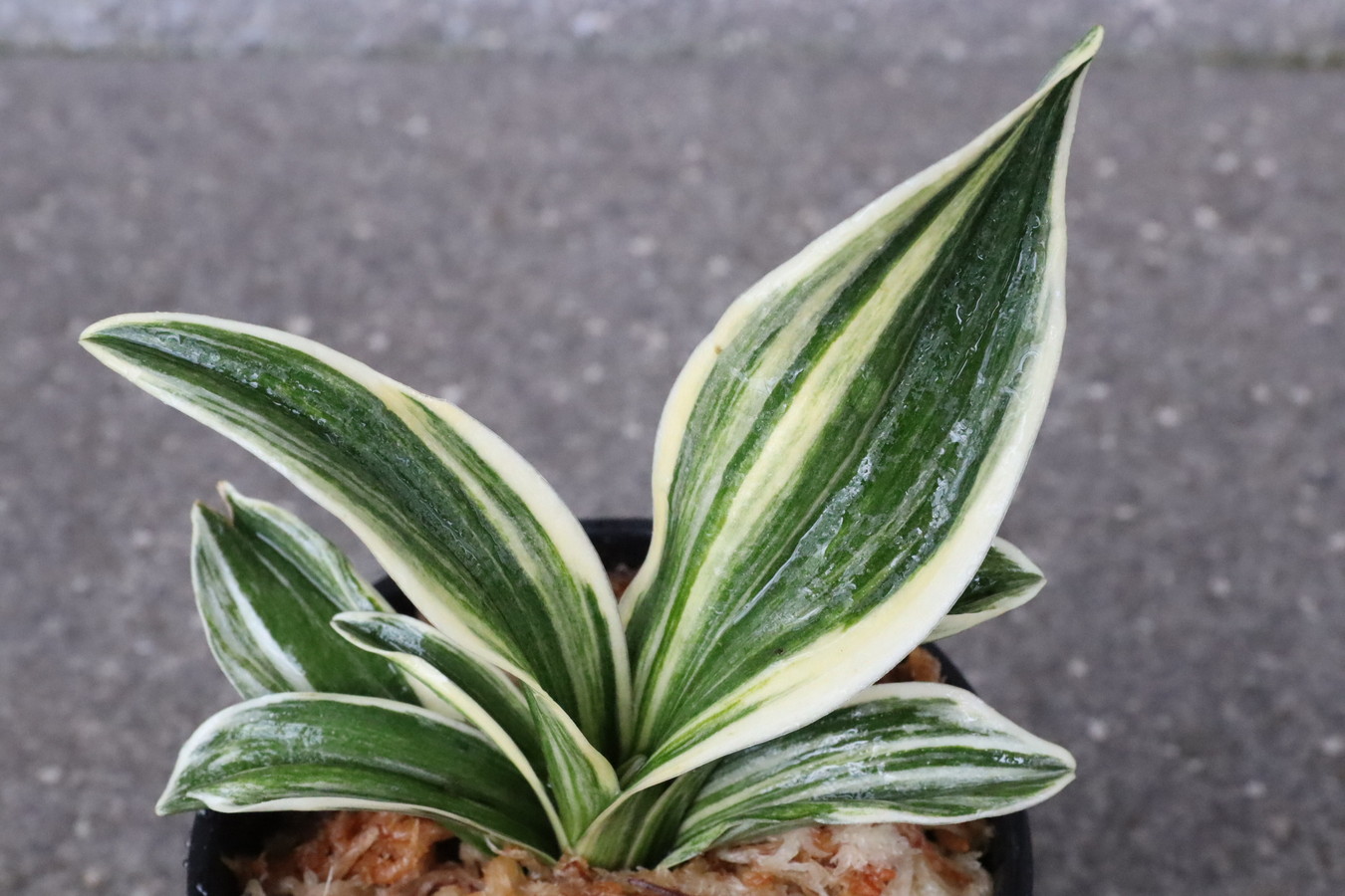 7125,山田実生　金鷹(きんよう 仮)　数不明　【はきずはきれ多い大特価！】※春から秋は生長期なので姿は変わっていきます